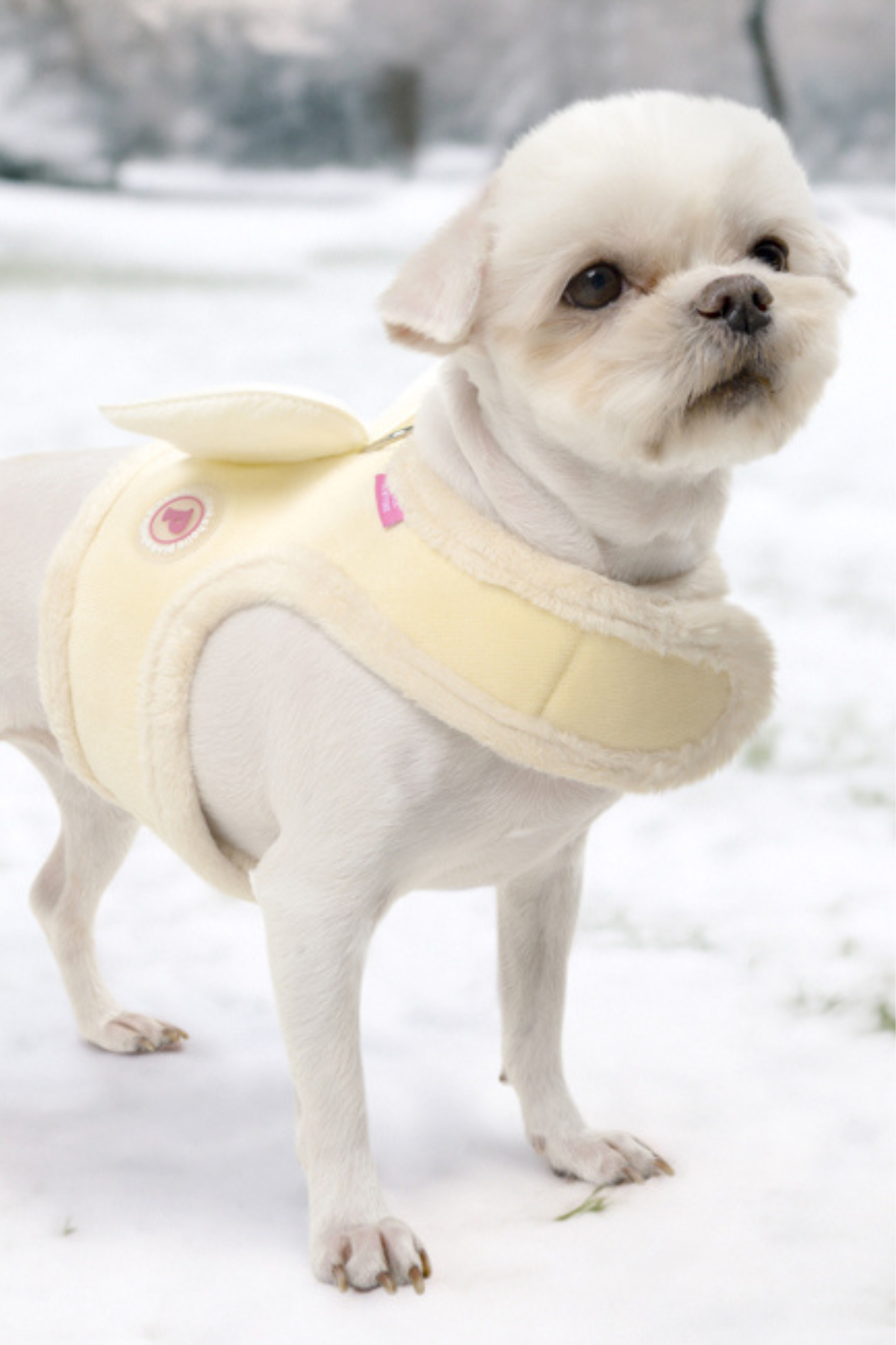 Pinkaholic Peliah Pinka Harness Köpek Göğüs Tasması Sarı 