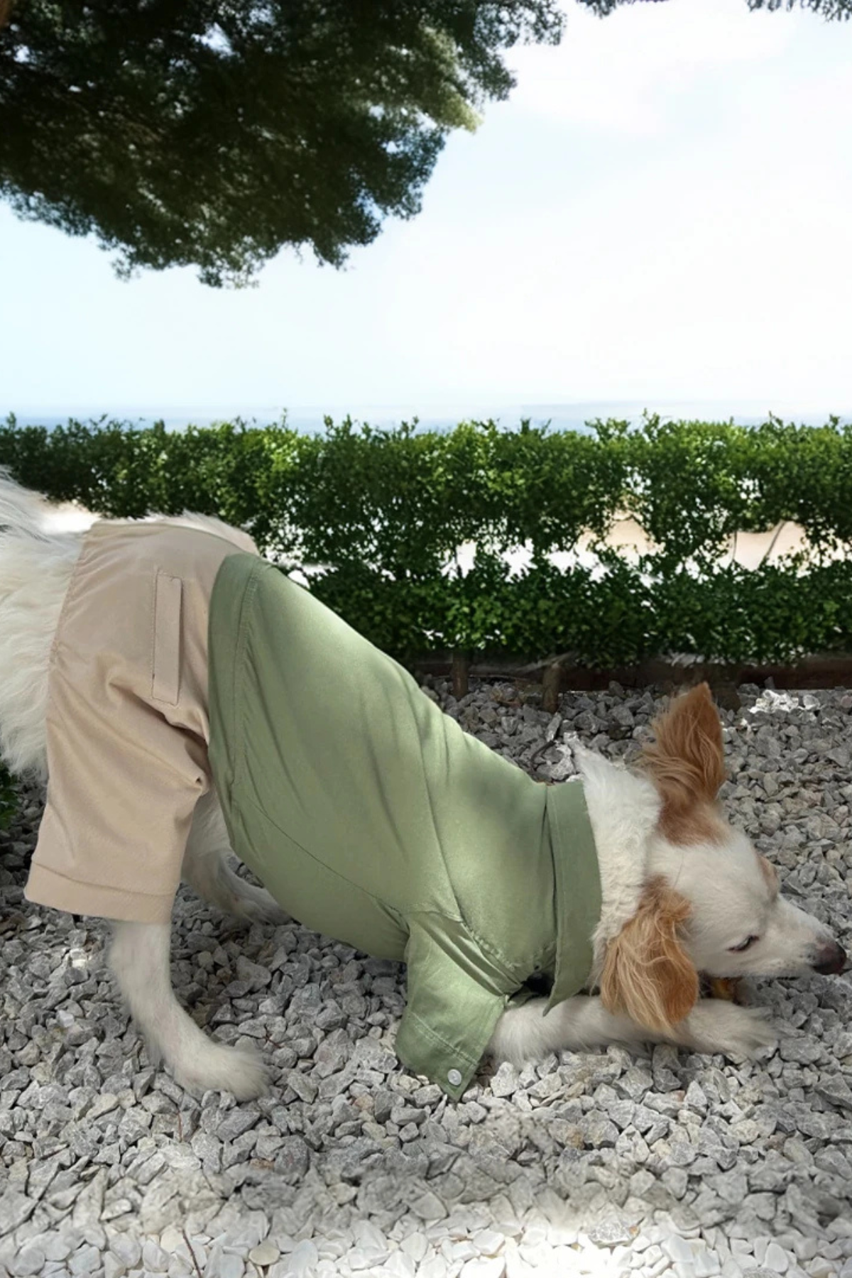 Ziggydog yeşil gömlekli krem pantolonlu tulum