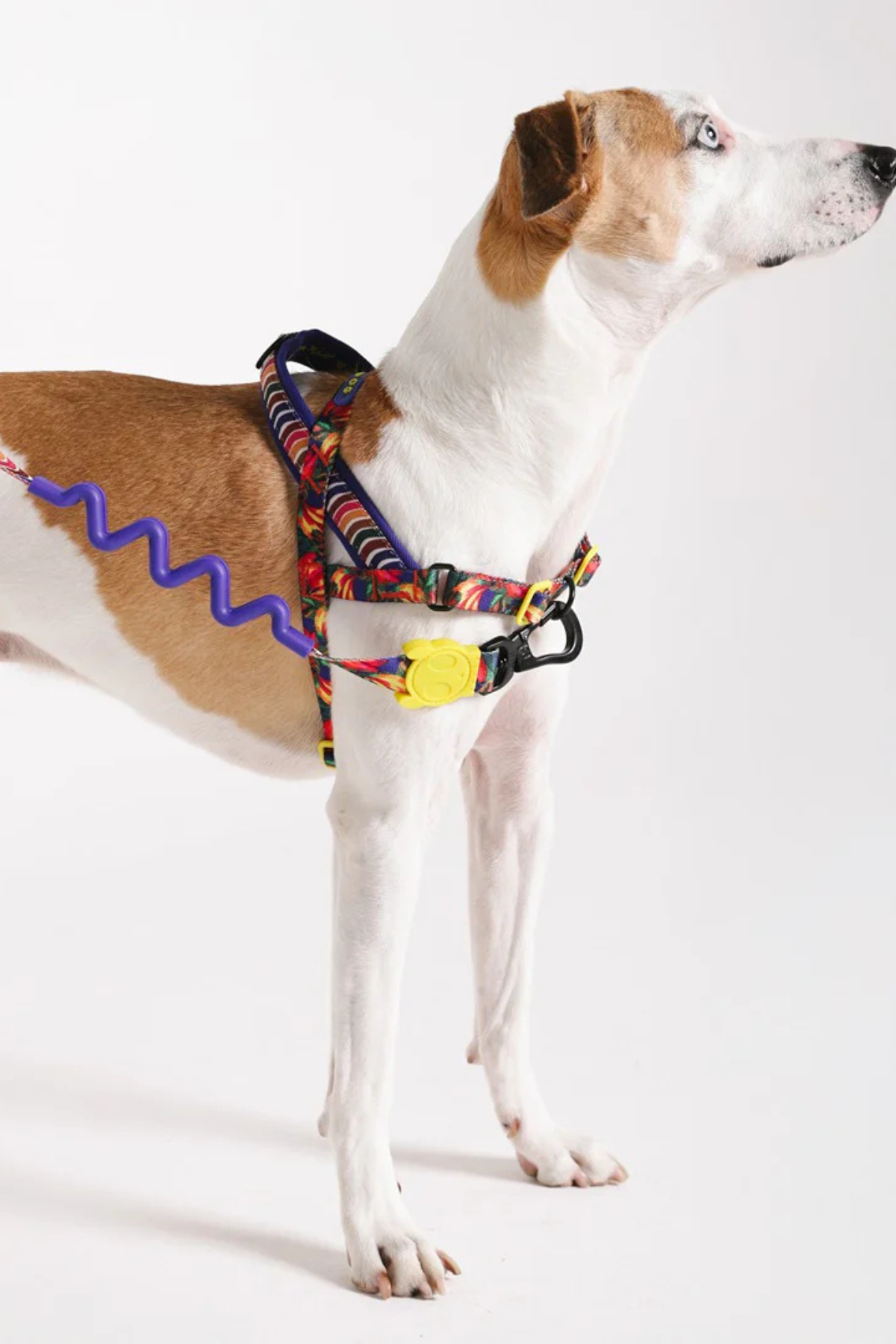 Zee.Dog Samba Softer Walk Köpek Göğüs Tasması - FARM Rio