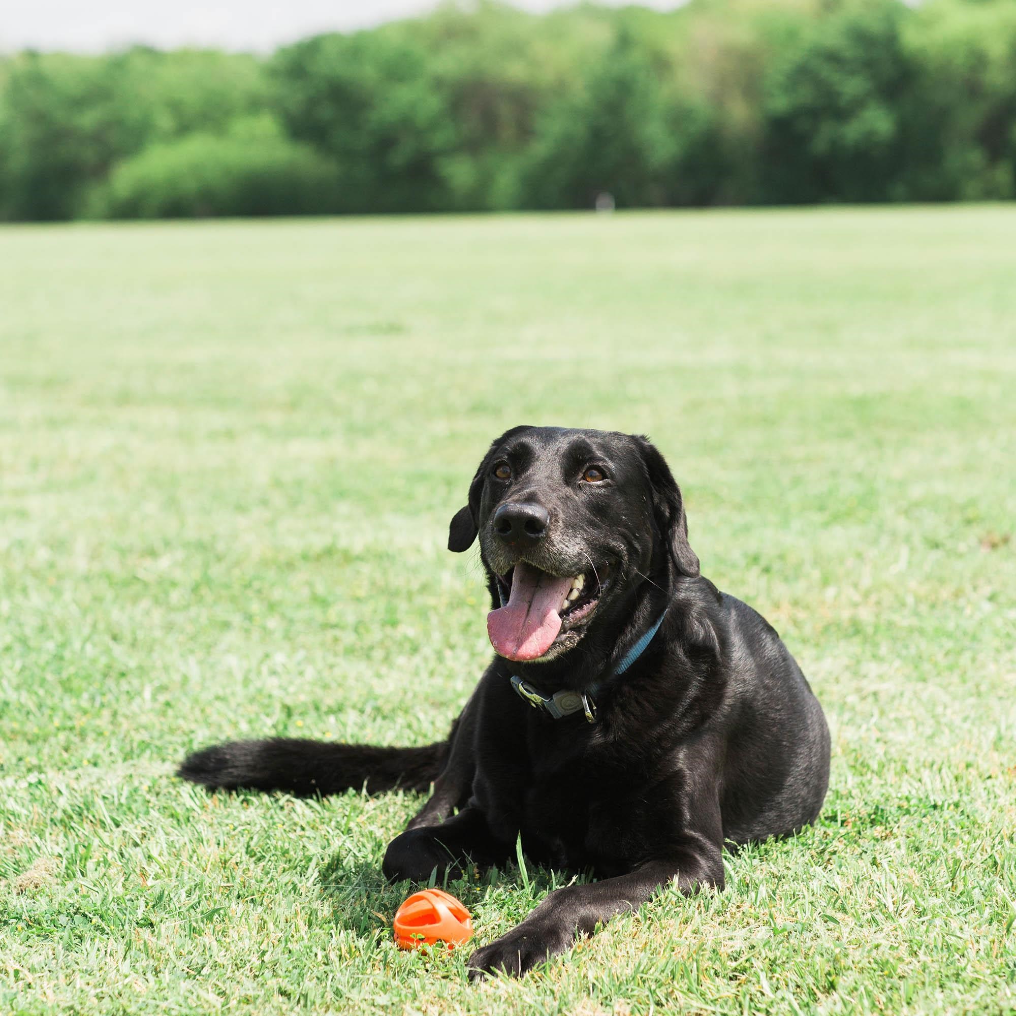 Chuckit! Air Fetch Ball Köpek Oyun Topu (Büyük Boy)