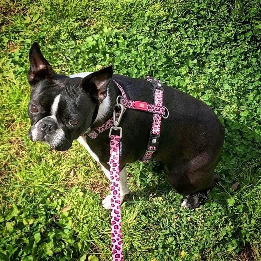 Max & Molly Leopard Pink Köpek Göğüs Tasması