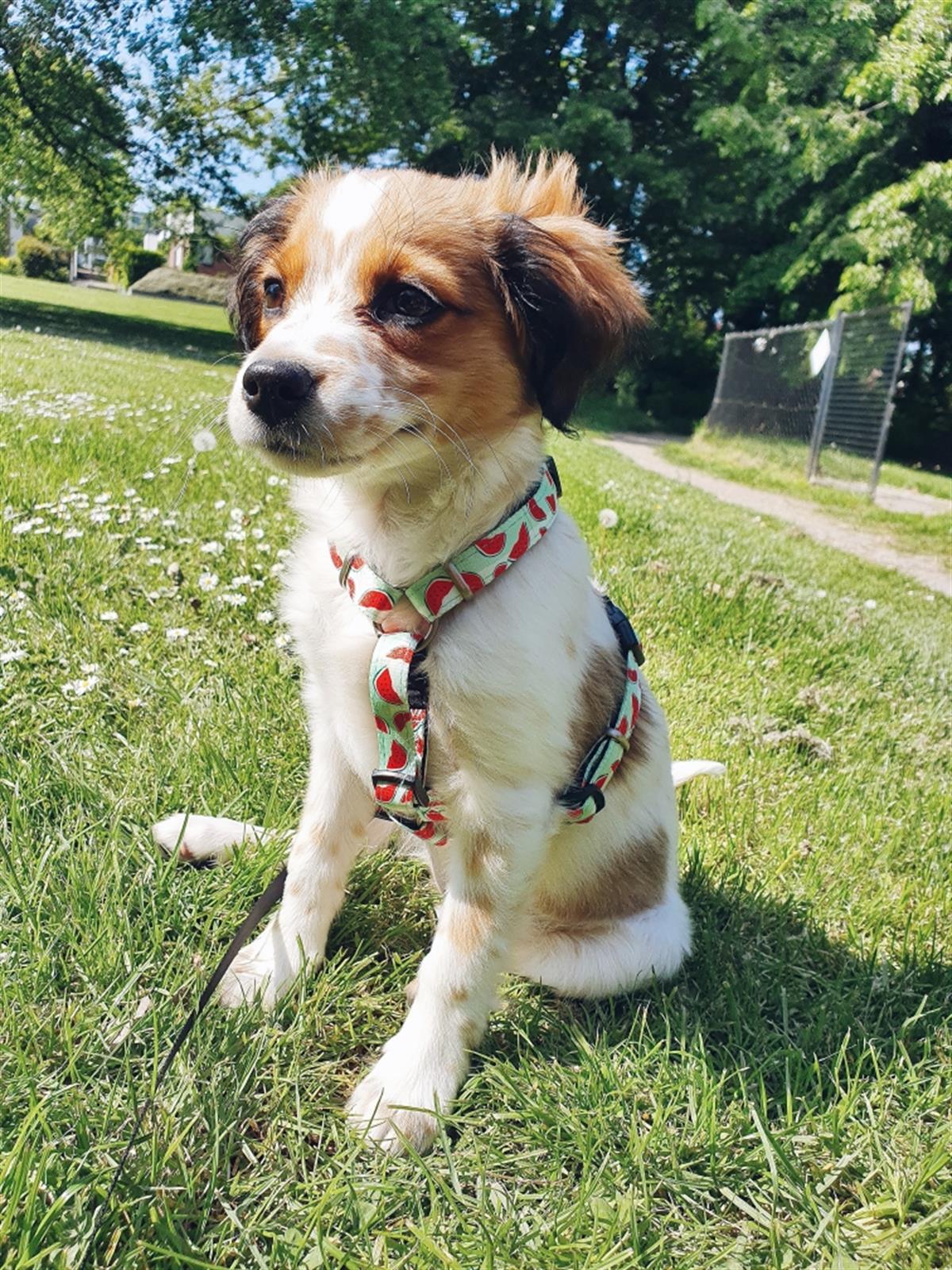 Max & Molly Watermelon Köpek Göğüs Tasması