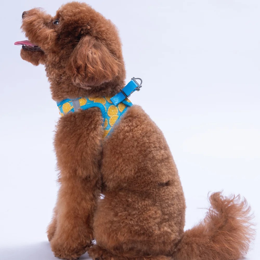 PawStar  Airmesh Citrus Göğüs Tasması