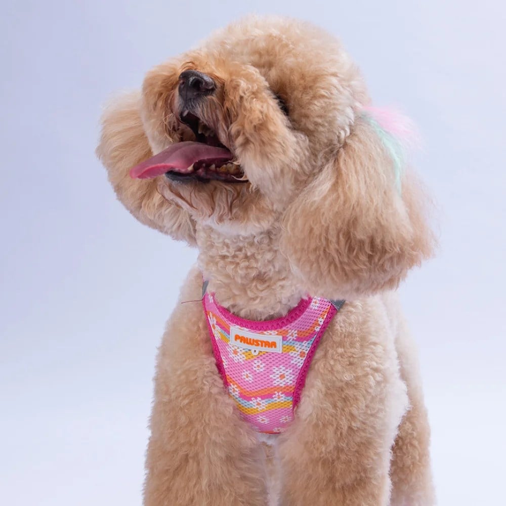 PawStar  Airmesh Daisy Göğüs Tasması