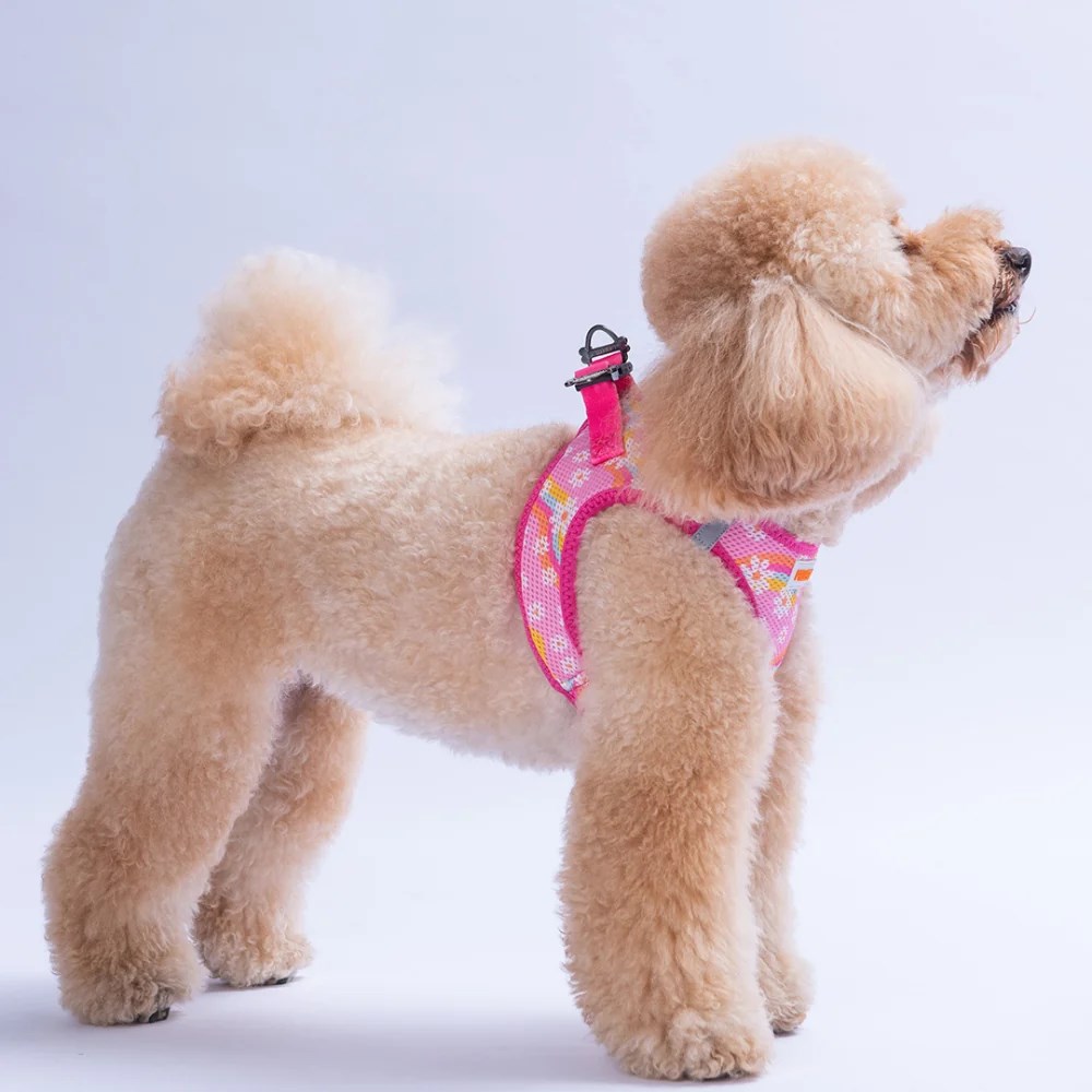 PawStar  Airmesh Daisy Göğüs Tasması