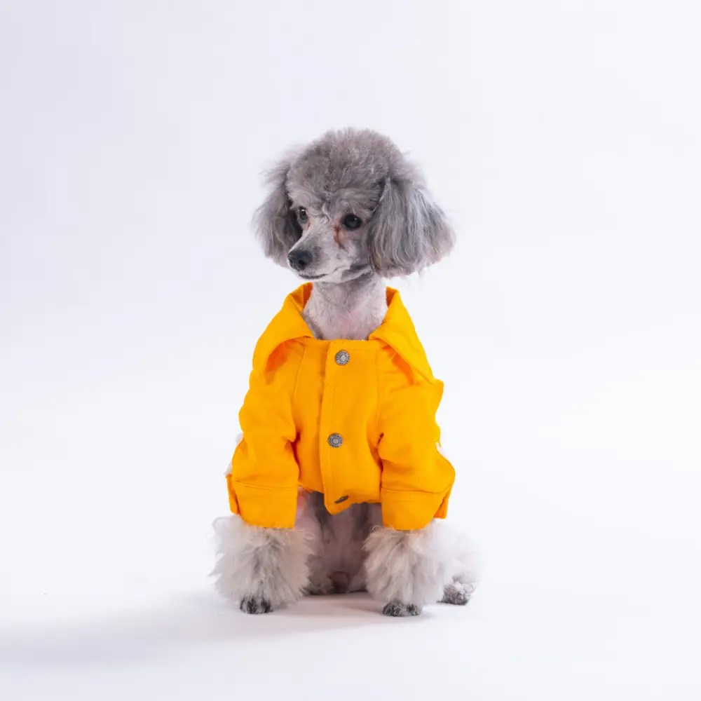 PawStar 26201- Sarı Cancun Pop Ceket