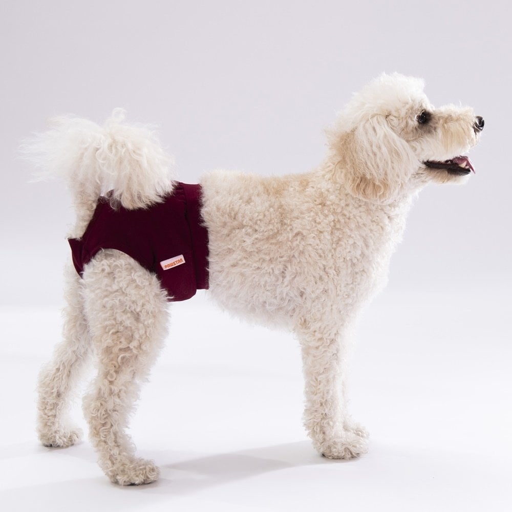 PawStar Düz Renkler 2 Çamaşır (Paket de Farklı  Renkte 3 Adet Bulunur)