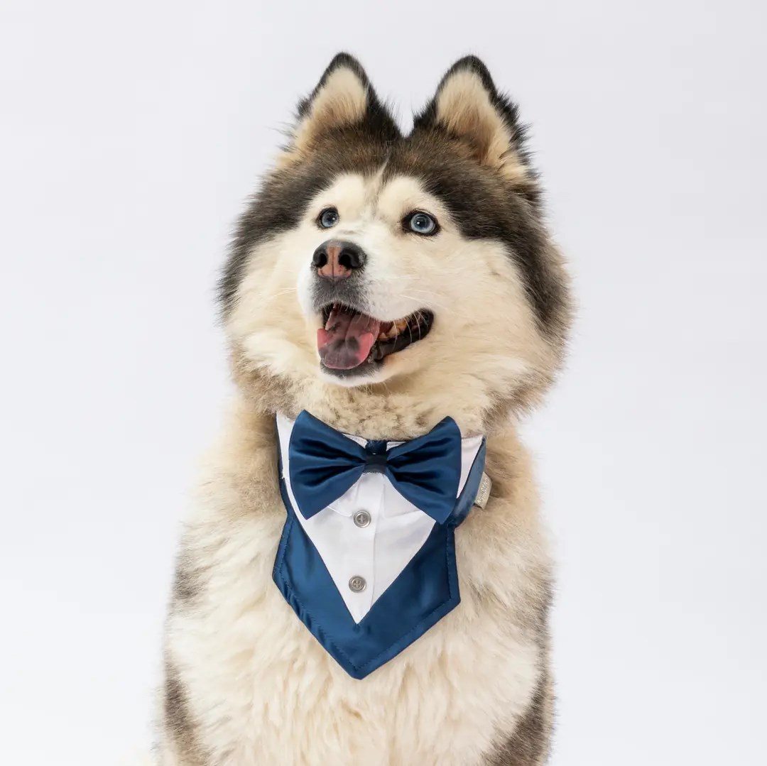 PawStar Lacivert Smokin Fular