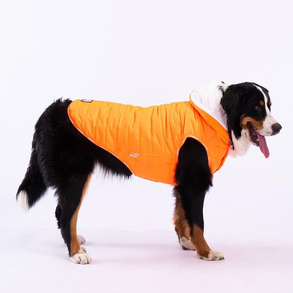 PawStar Neon Orange Railway Large Breed Vest
