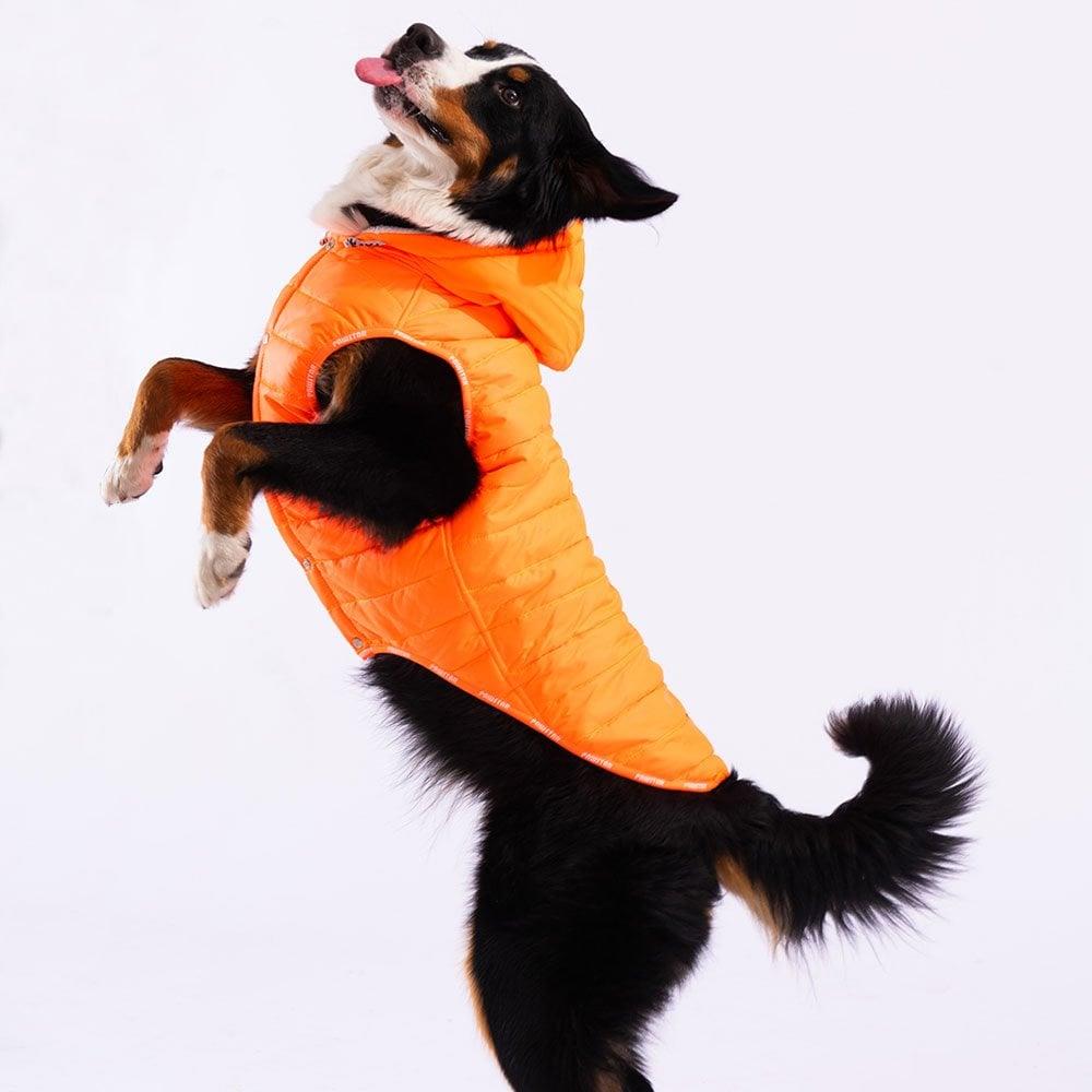 PawStar Neon Orange Railway Large Breed Vest