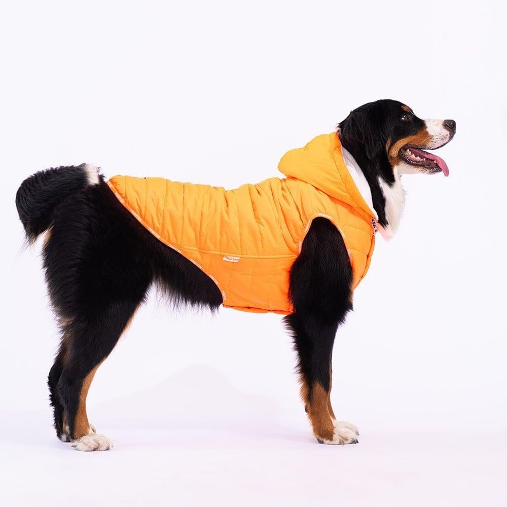 PawStar Neon Orange Railway Large Breed Vest