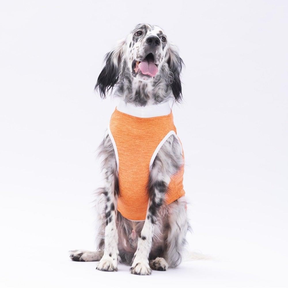 PawStar Turuncu Joy Büyük Irk T-Shirt