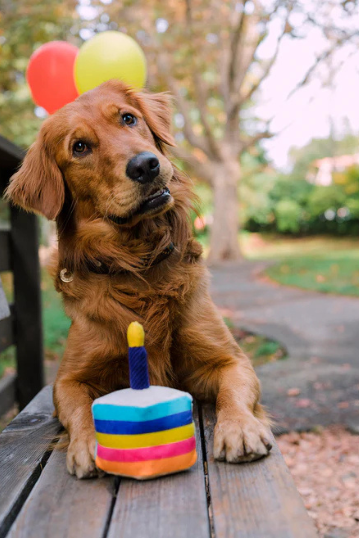 Play San Francisco Bone-appetit Cake Köpek Oyuncağı