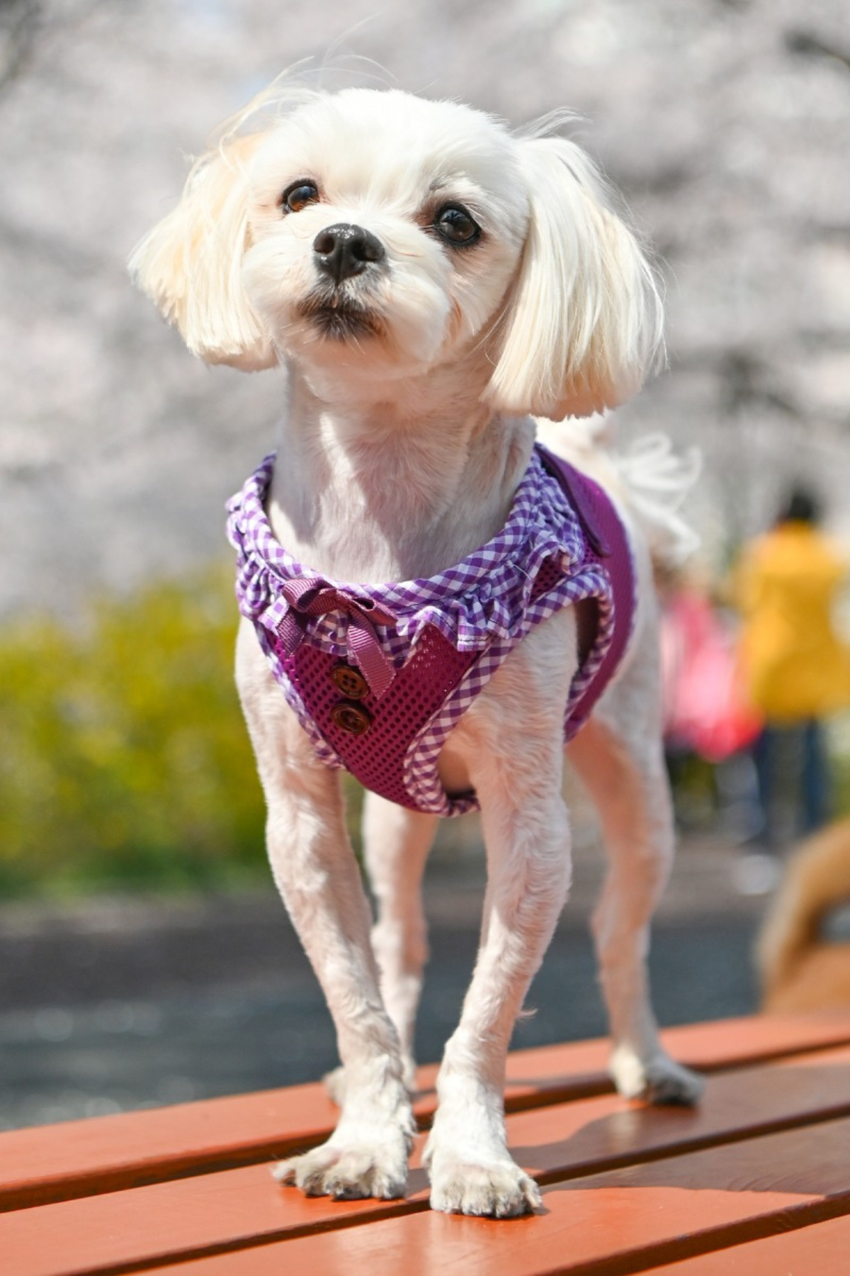 Vivien Harness B Köpek Göğüs Tasması Mor