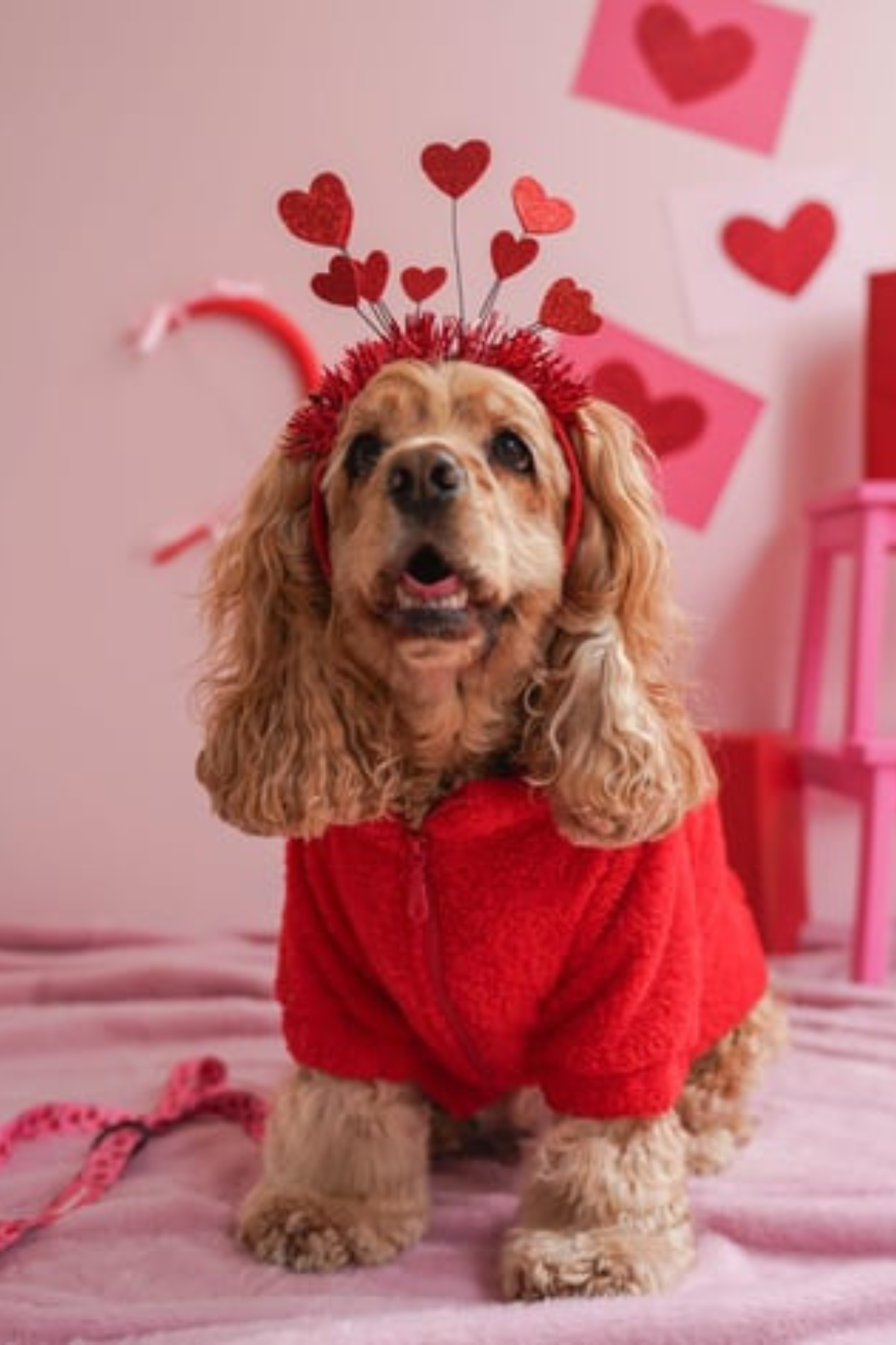 Lolidogs Köpek Bomber Ceket | Cherry
