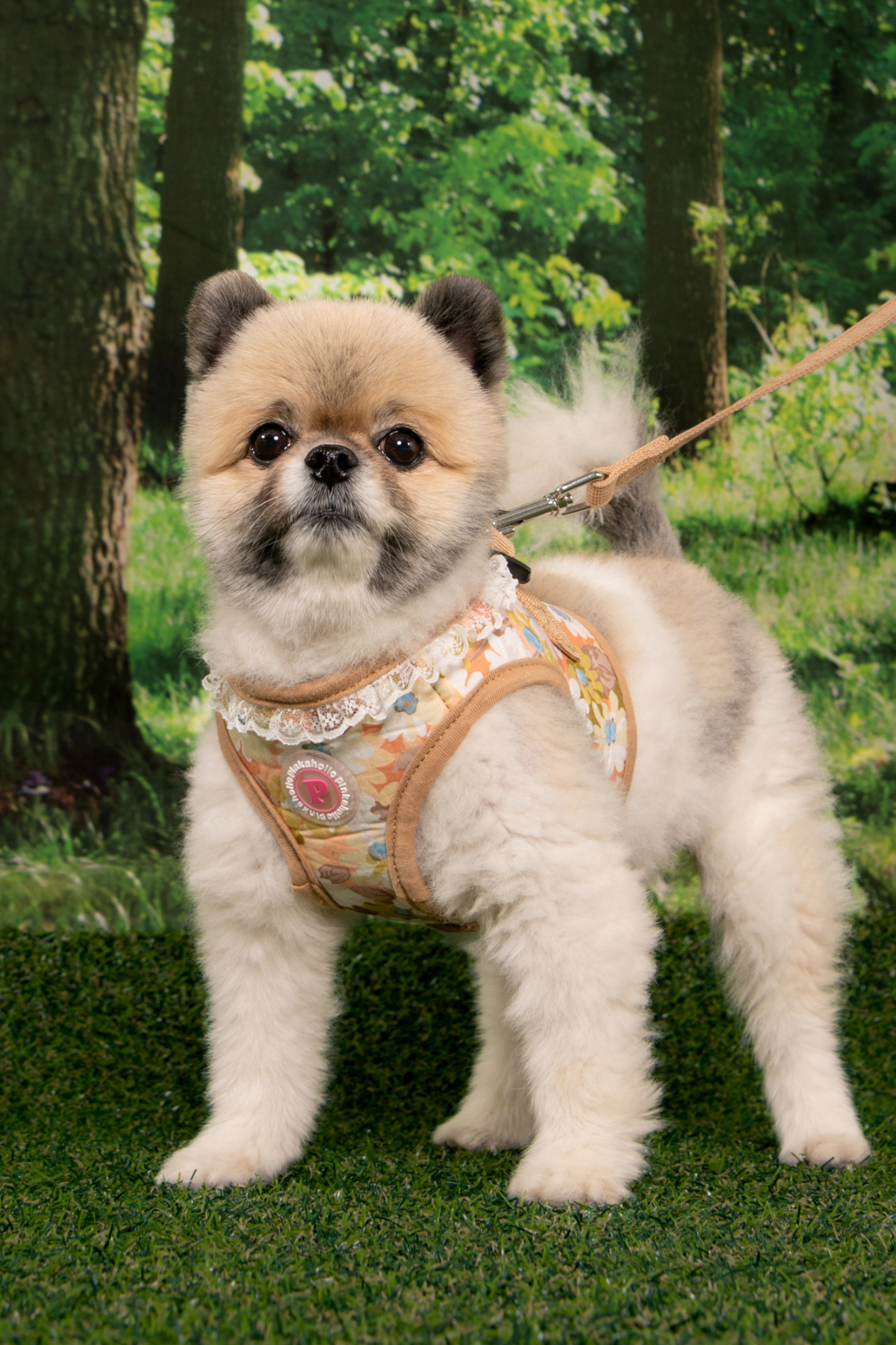 Pinkaholic New York Lilibeth Yelek Köpek Göğüs Tasması Bej