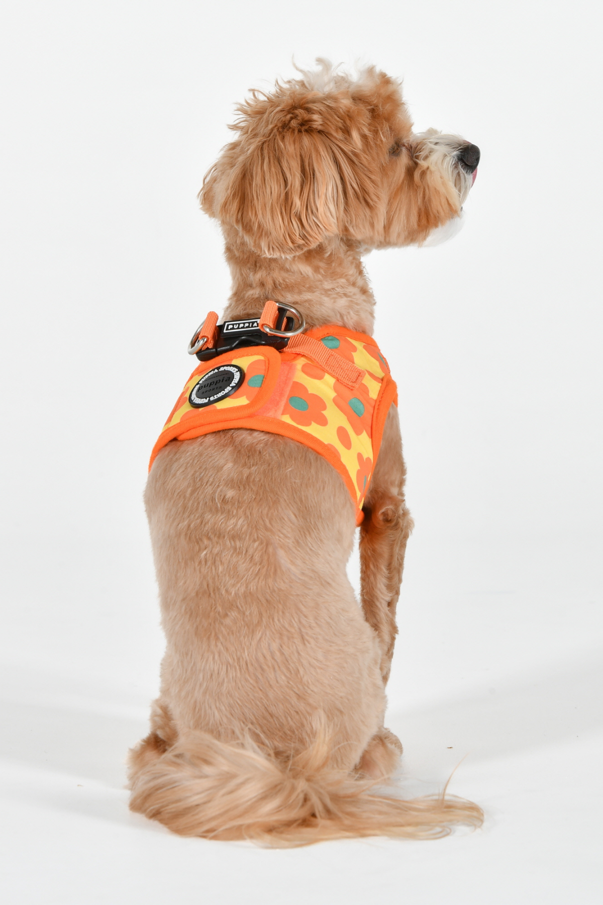 Bacopas Harness B Köpek Göğüs Tasması Turuncu  