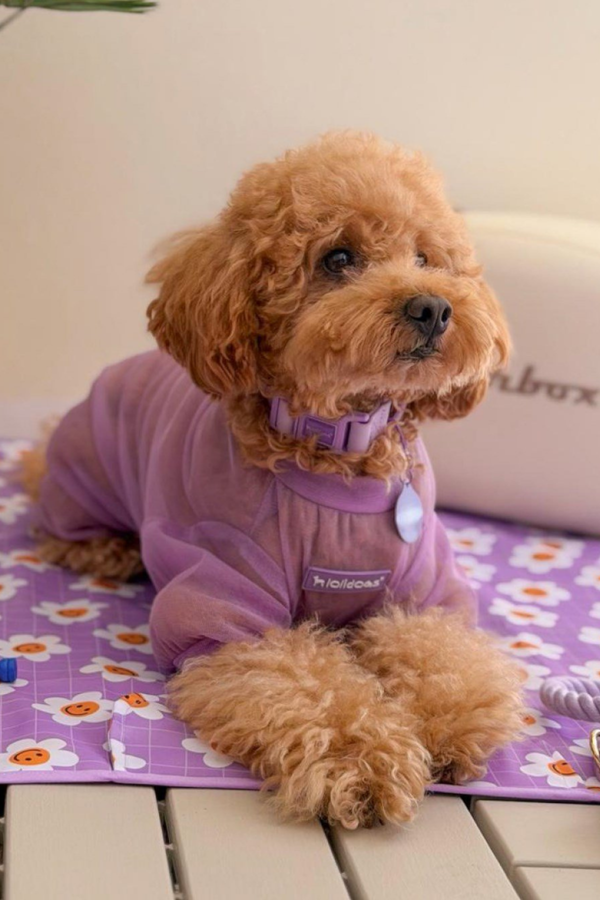Lolidogs Köpek Tulumu Summer Guard Lilac