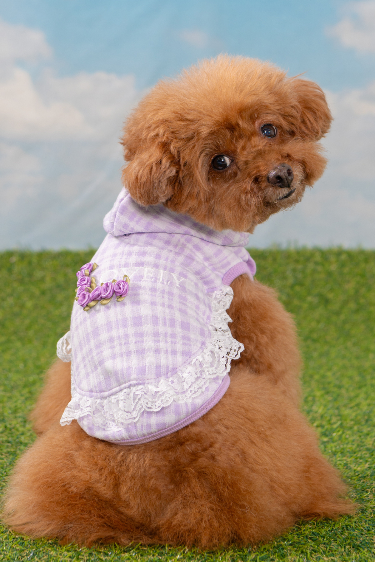 Pinkaholic New York Alyse Kapüşonlu Köpek Sweat Mor