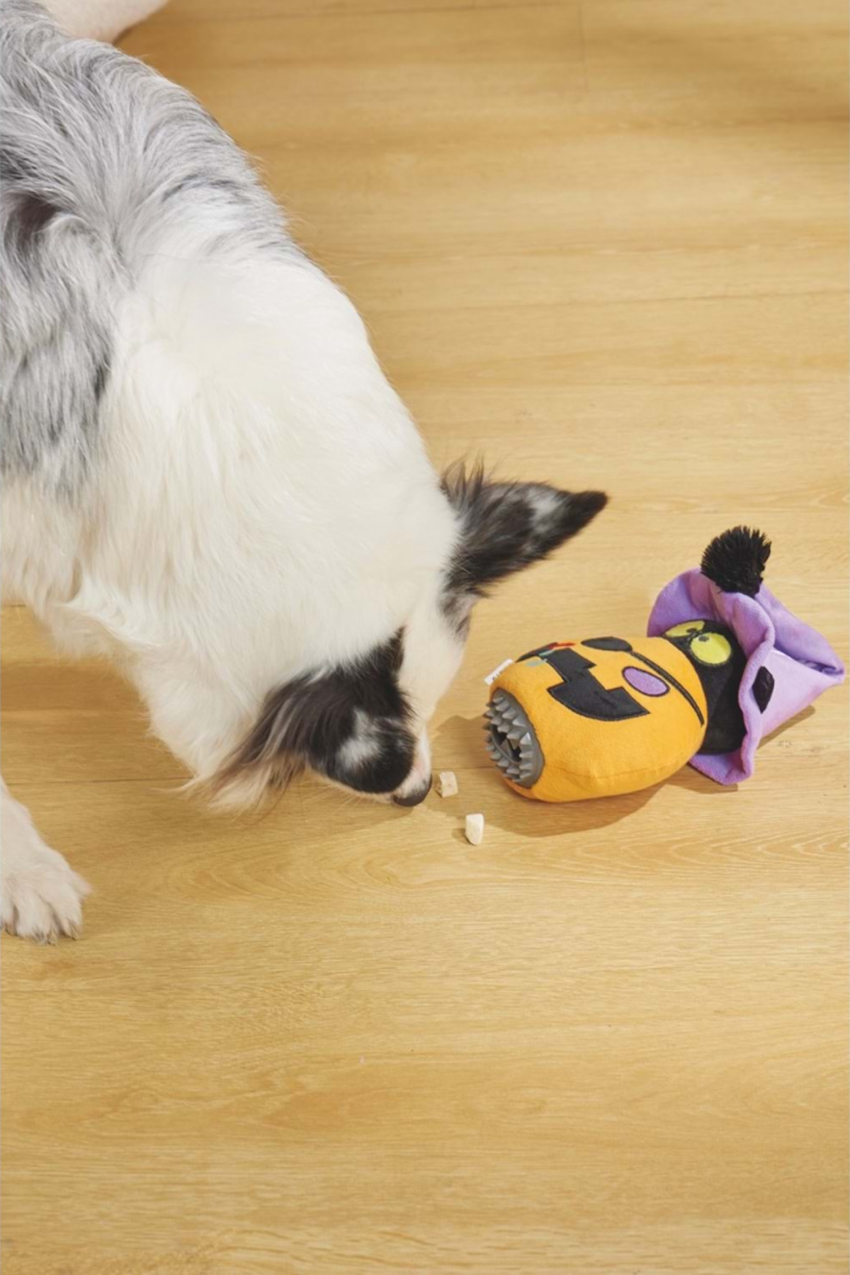 M-PETS HALLOWEEN PUMPKIN SNACK ATTACK KÖPEK OYUNCAĞI