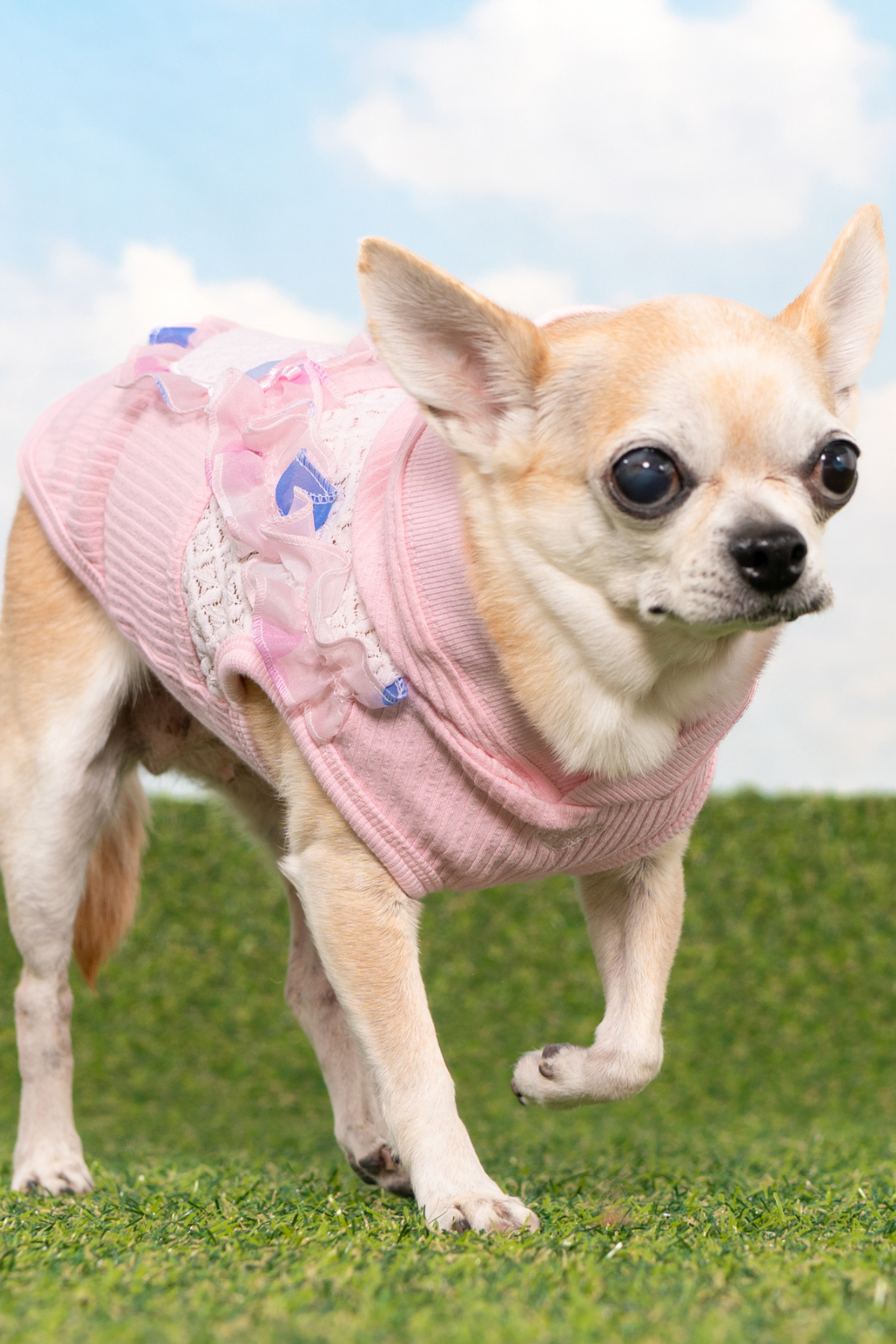 Pinkaholic New York Tiana Kapüşonlu Köpek Sweat Pembe 