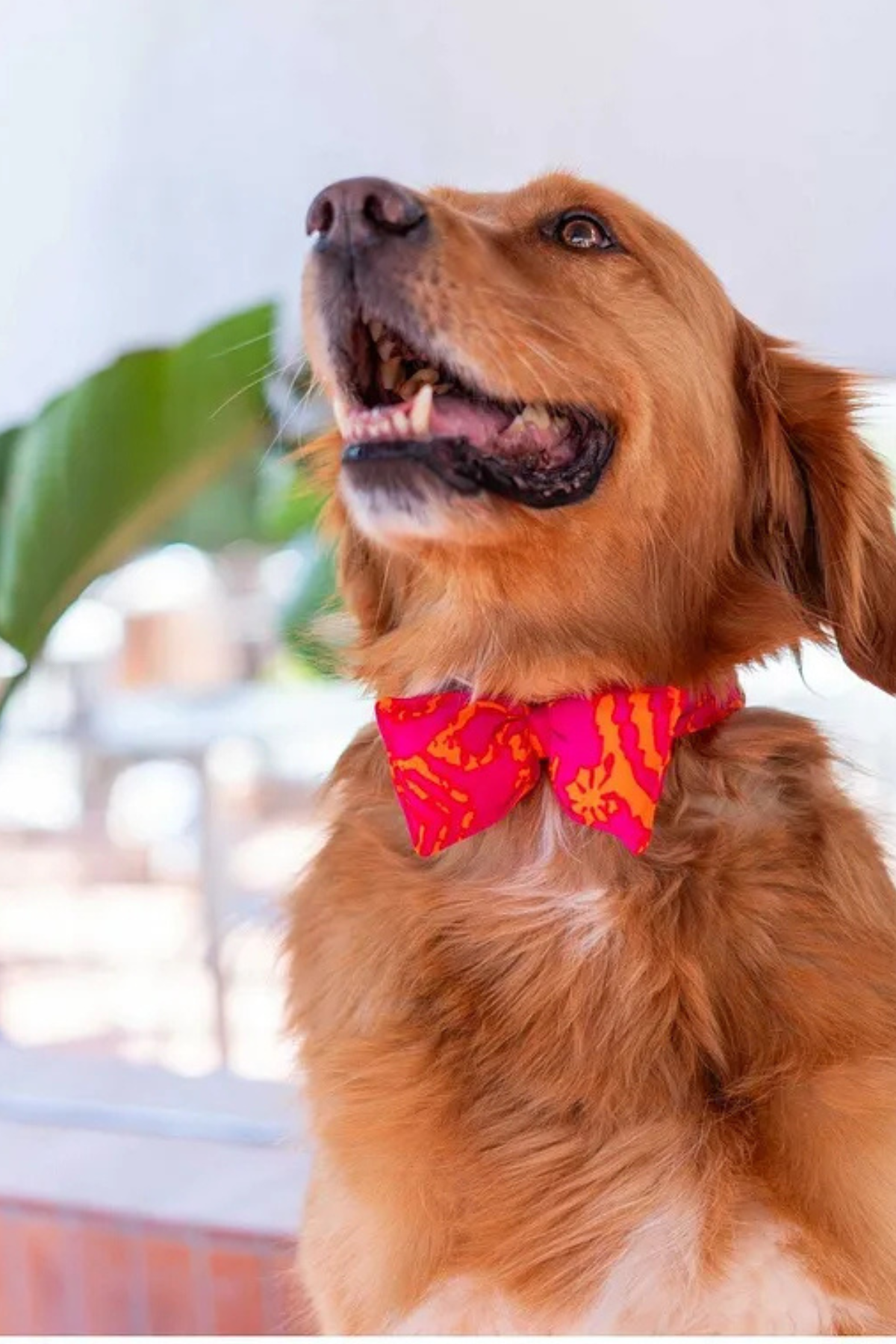 Lorico fuşya turuncu desenli papyon