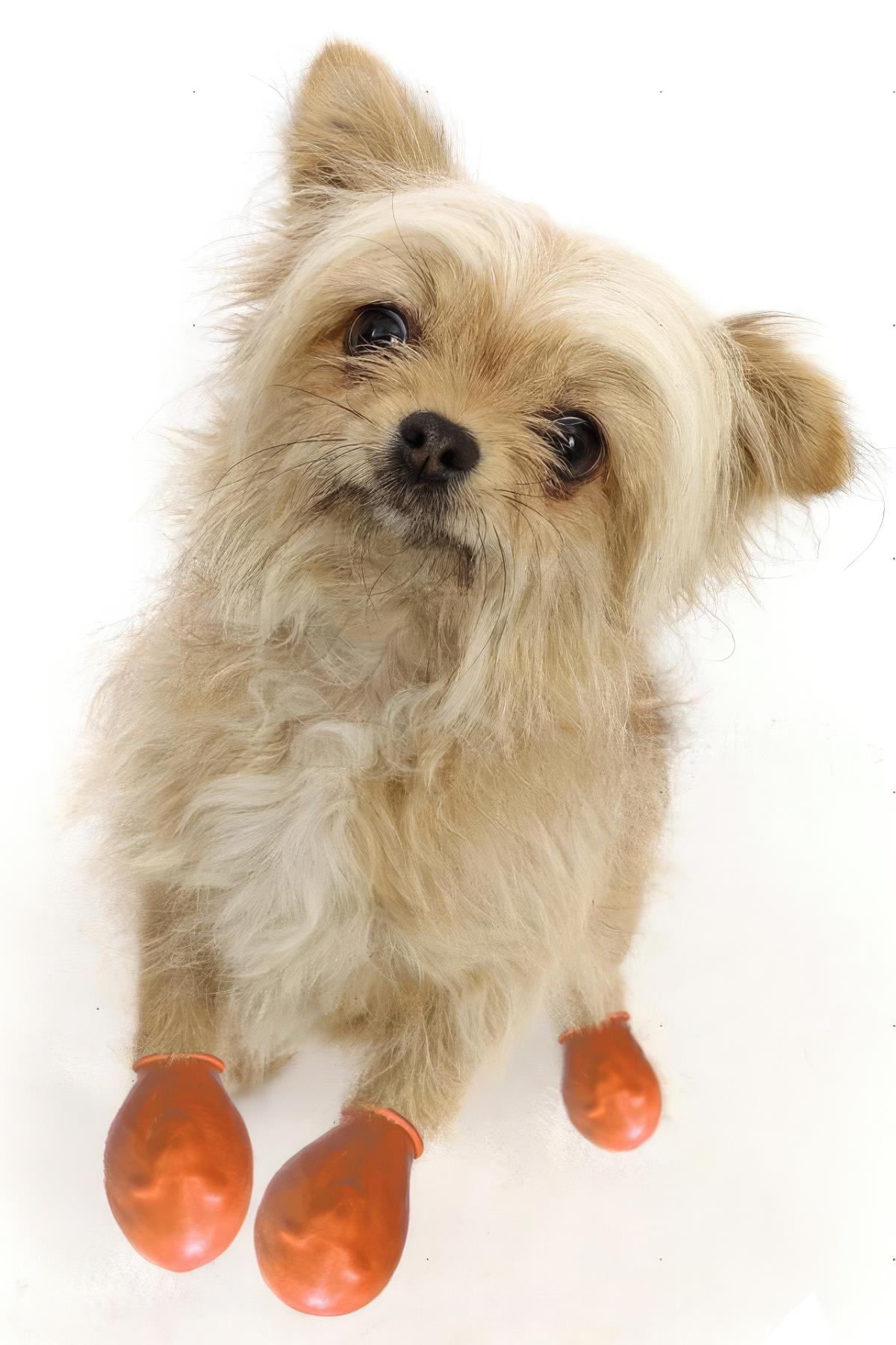 Alphadog Walkies Dog Galohu Orange