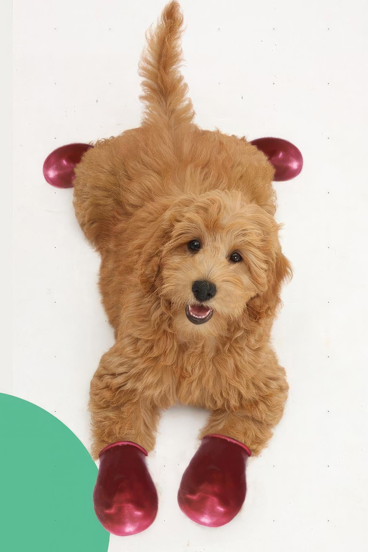 Alphadog Walkies Köpek Galoşu Wine