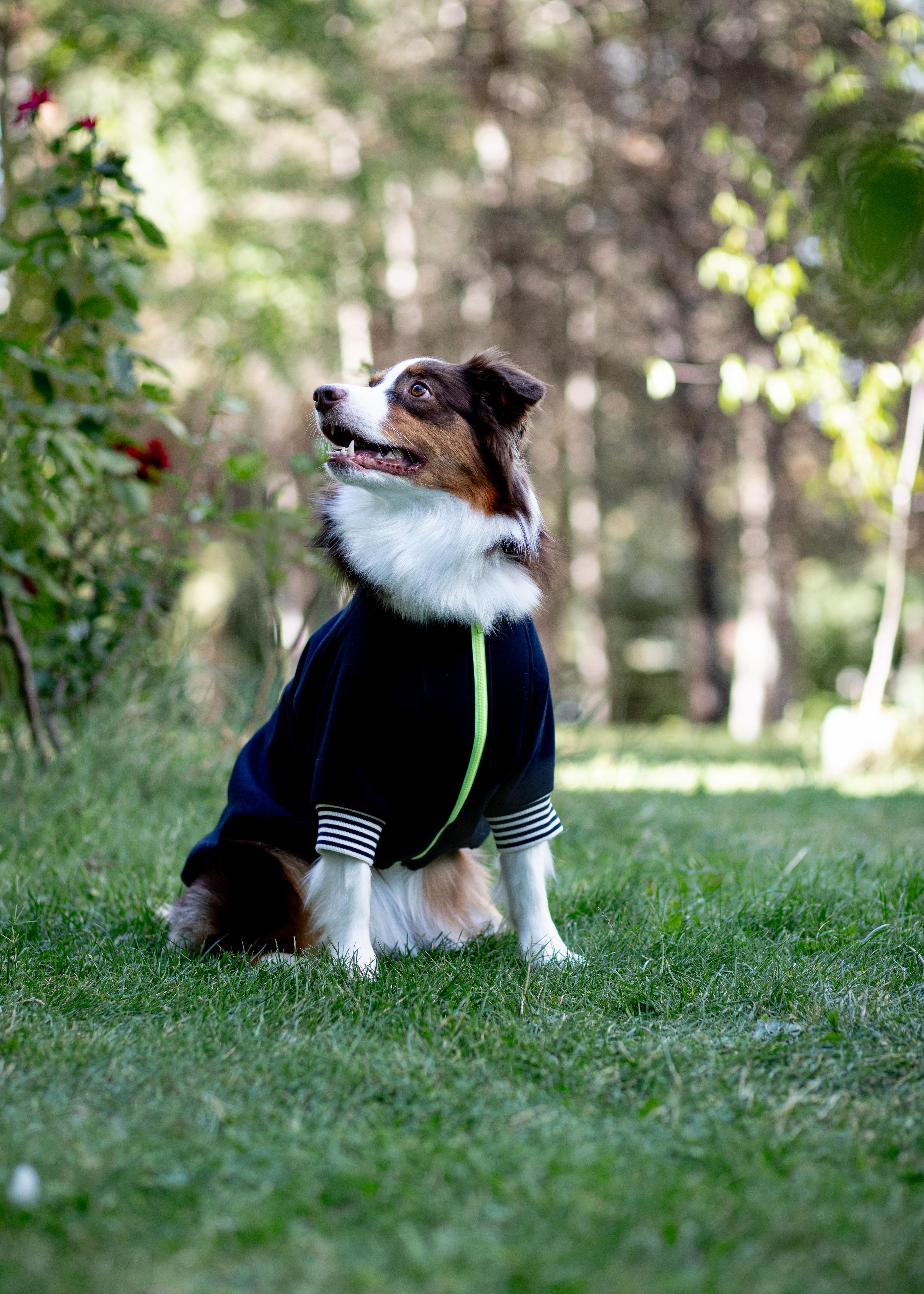 Asky and Erd Bomber Jacket | Midnight Blue Köpek Ceketi