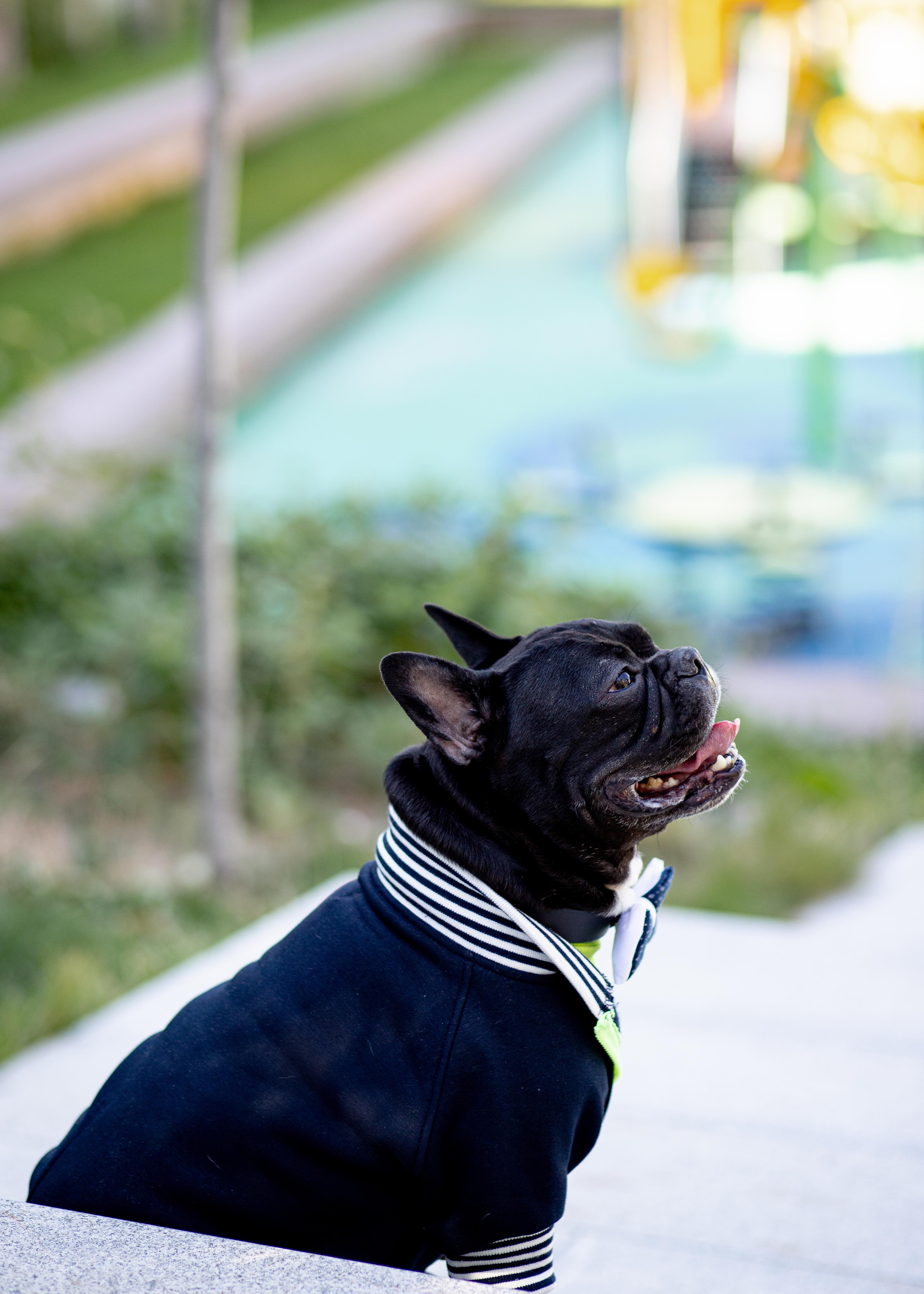 Asky and Erd Bomber Jacket | Midnight Blue Köpek Ceketi