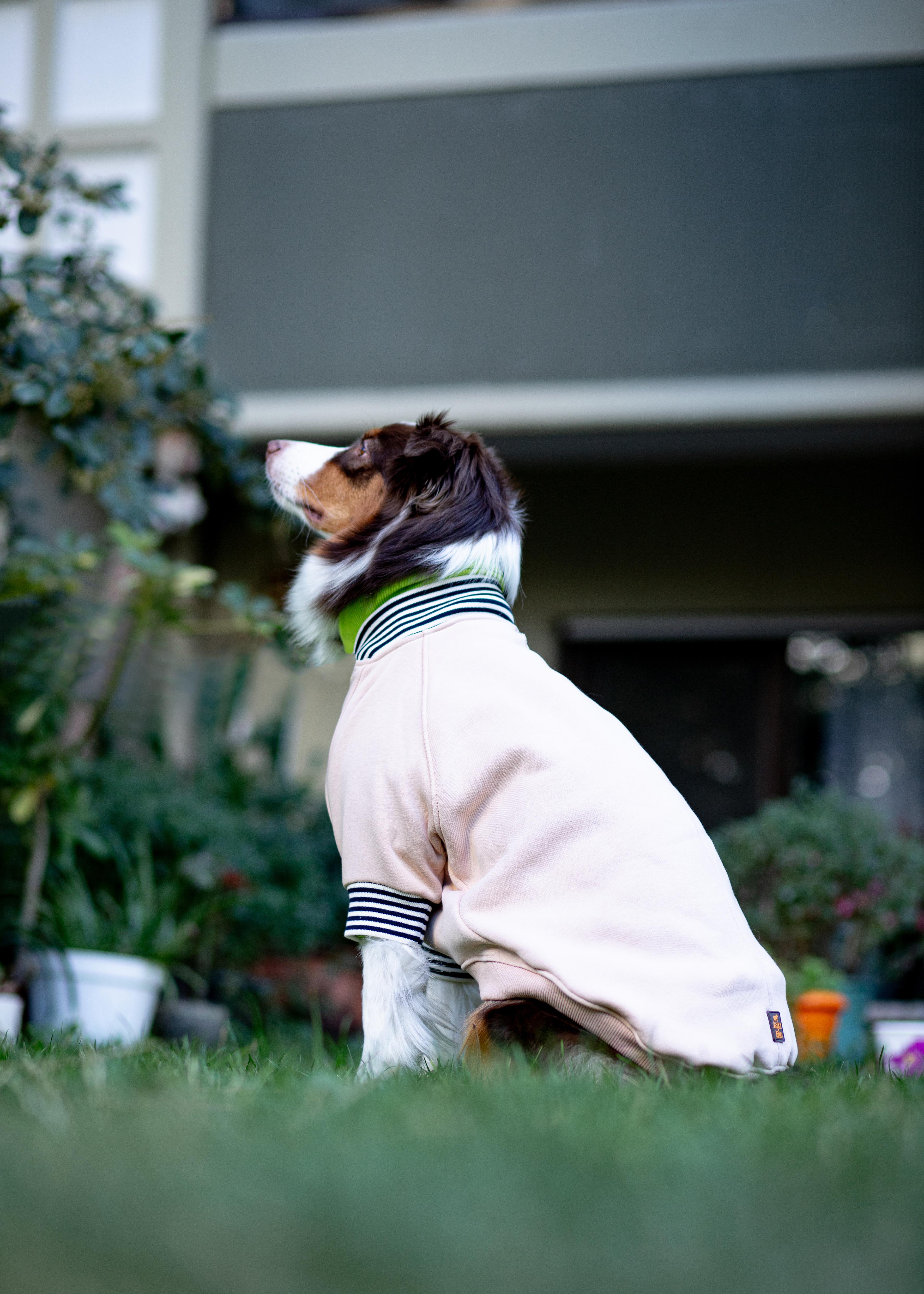 Asky and Erd Bomber Jacket | Vanilla Köpek Ceketi