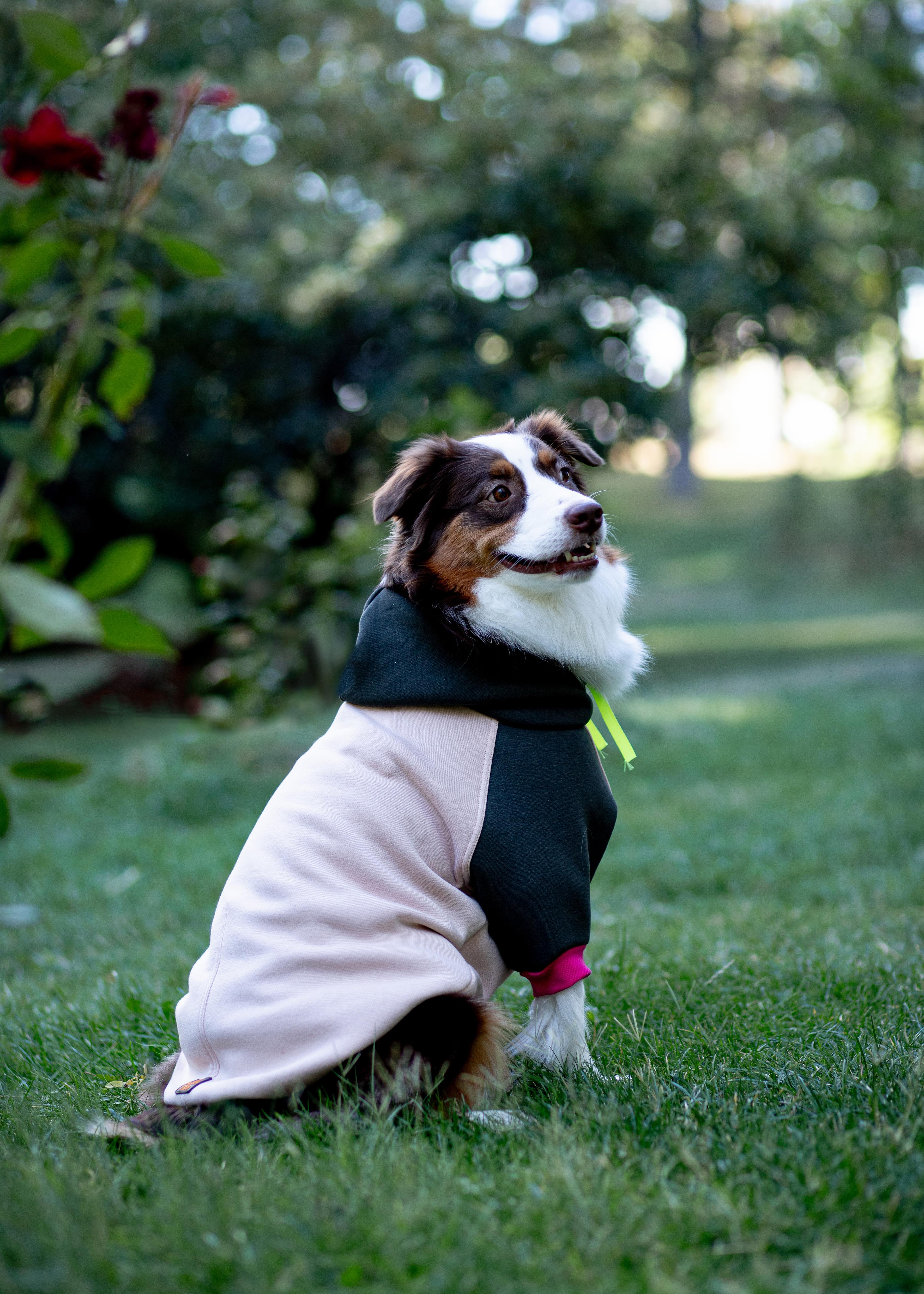 Asky and Erd Soho Hoodie | Vanilla&Khaki Köpek Sweatshirti