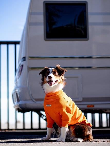Asky and Erd Turtleneck Tshirt | Tangerine Köpek Sweatshirt