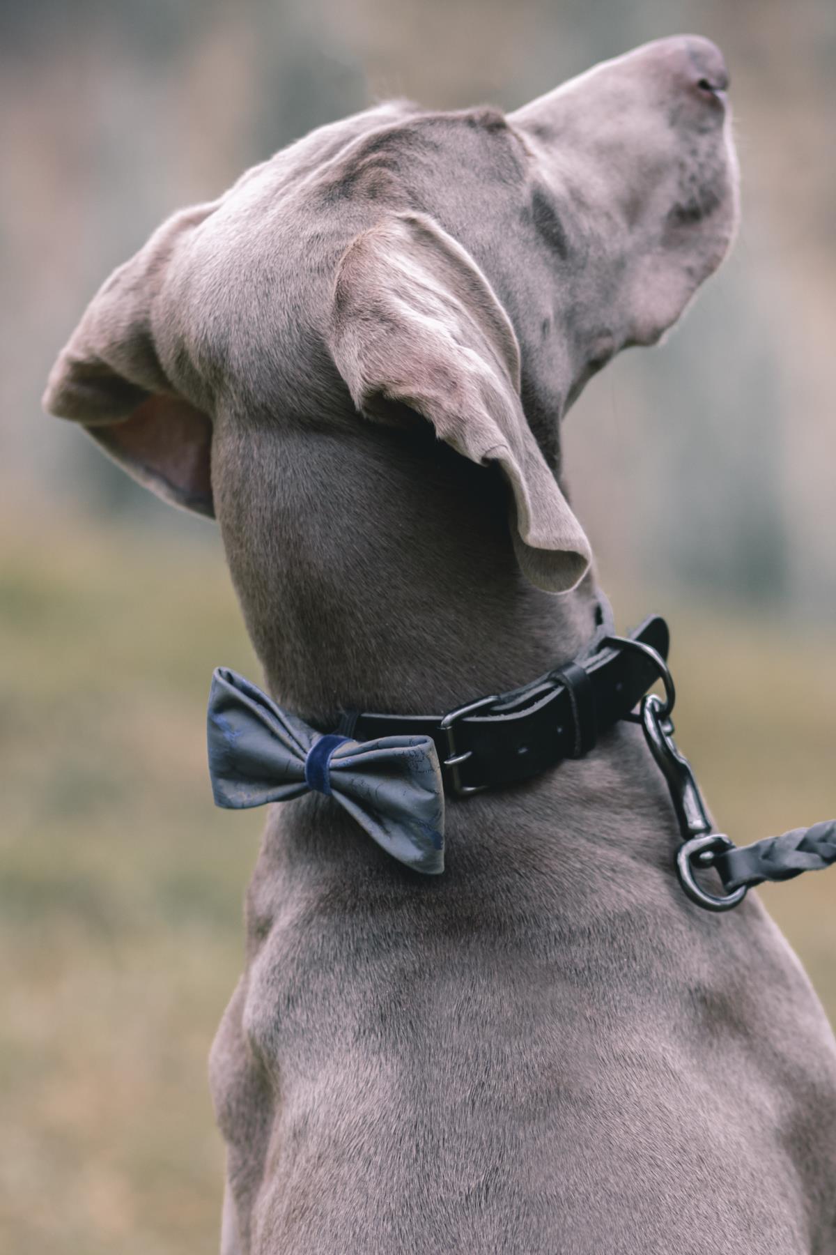 Asky&Erd Blue Satin Bow Tie - Deers Köpek Papyon