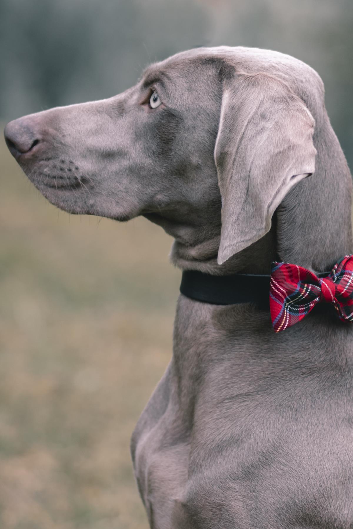 Asky&Erd Bow Scoth Plaid Bow Tie - Red Köpek Papyon