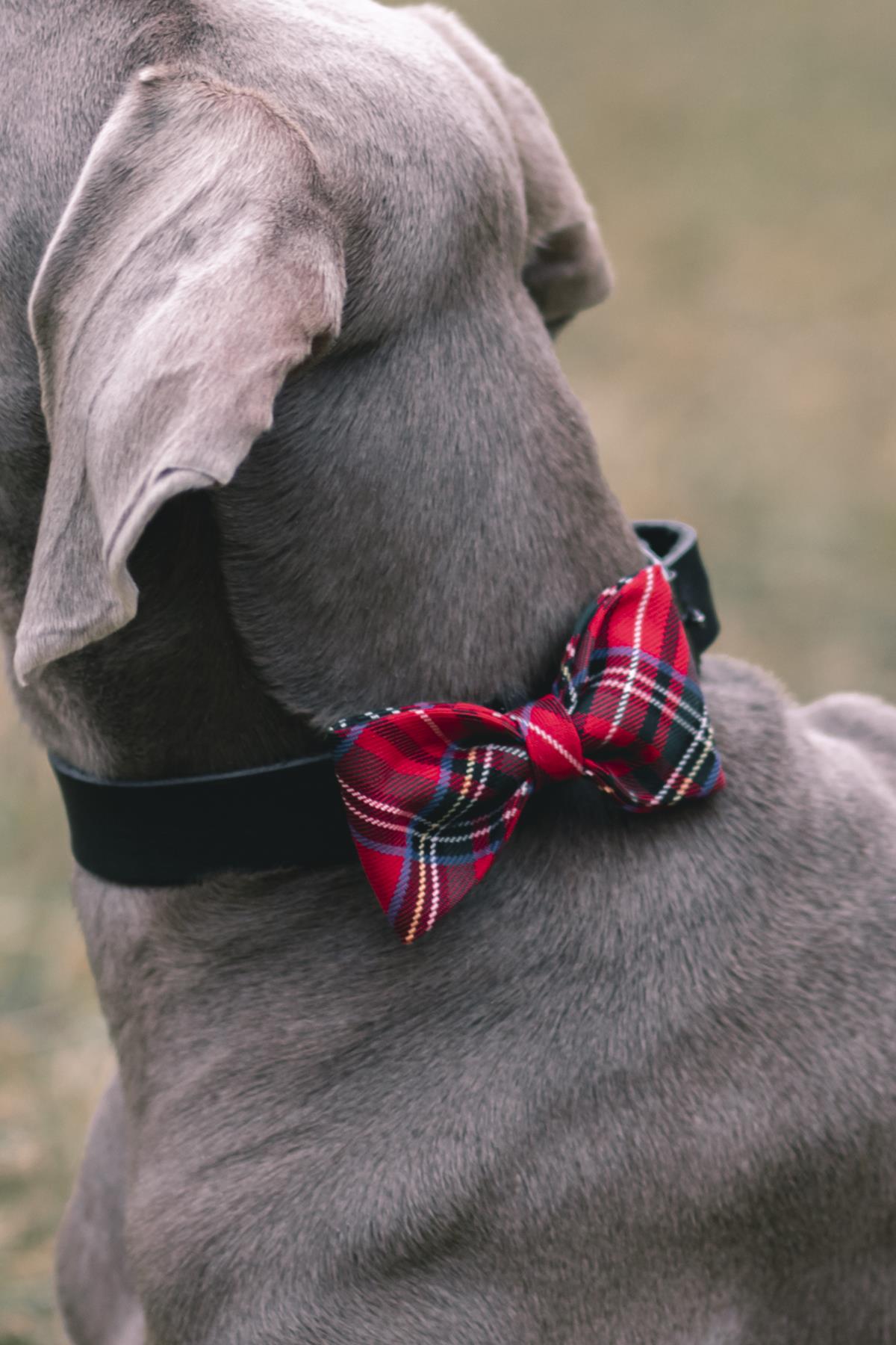 Asky&Erd Bow Scoth Plaid Bow Tie - Red Köpek Papyon