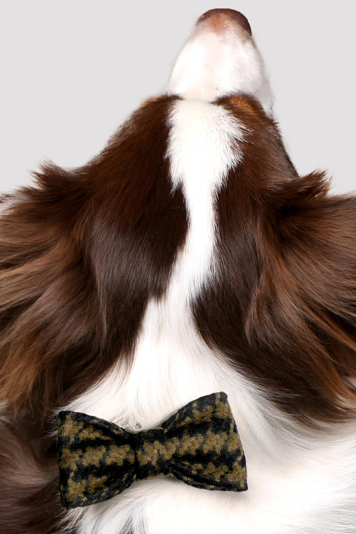 Asky&Erd Bow Tie Aspen Green Köpek Papyon