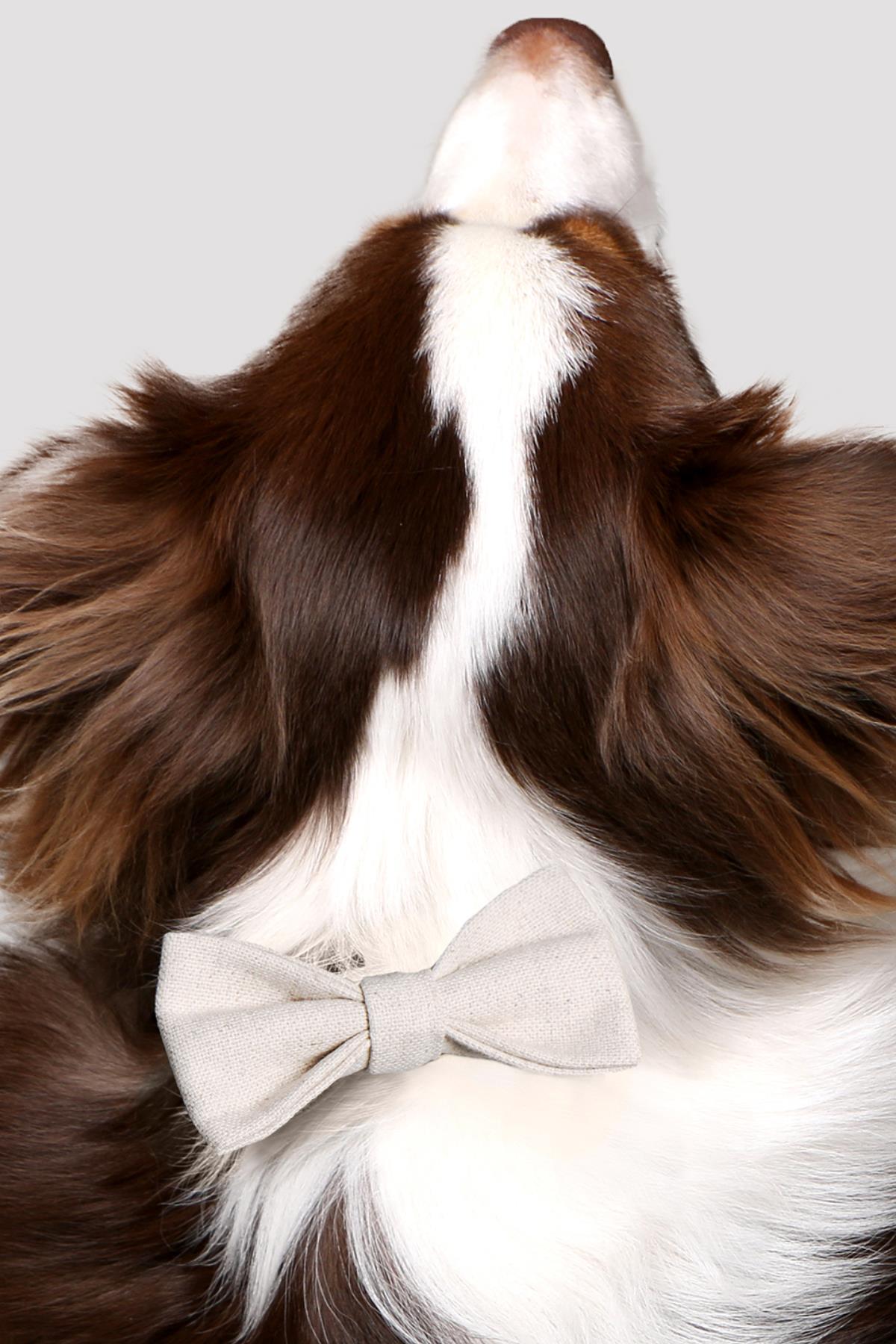 Asky & Erd Bow Tie Beige Dog Papyon