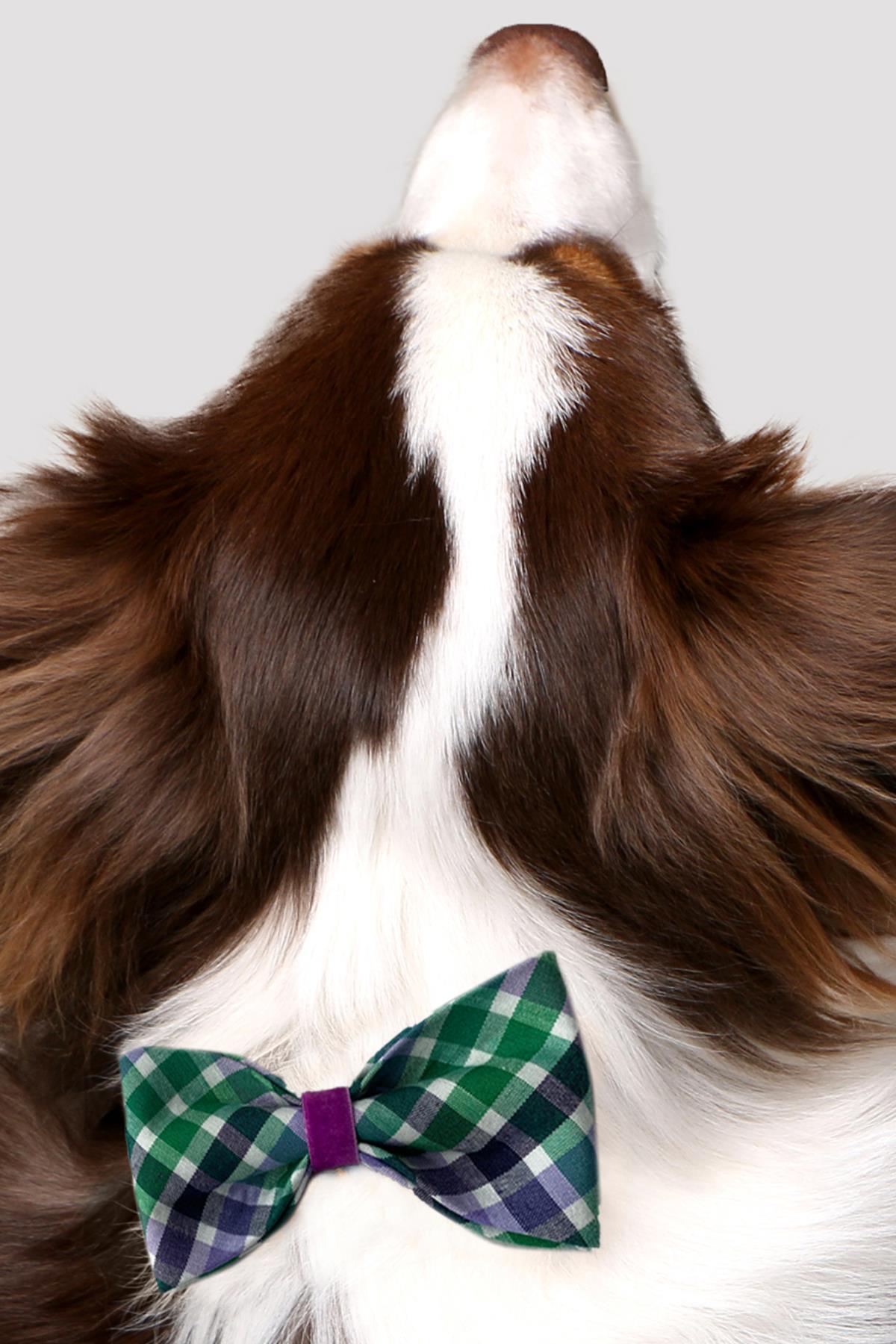 Asky&Erd Bow Tie Green Lavender Köpek Papyon