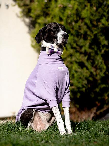Asky&Erd Bow Tie Lilac Köpek Papyon