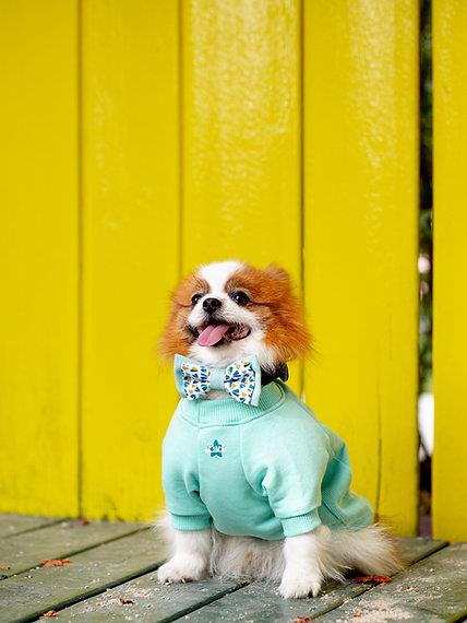 Asky&Erd Bow Tie Mint Köpek Papyon