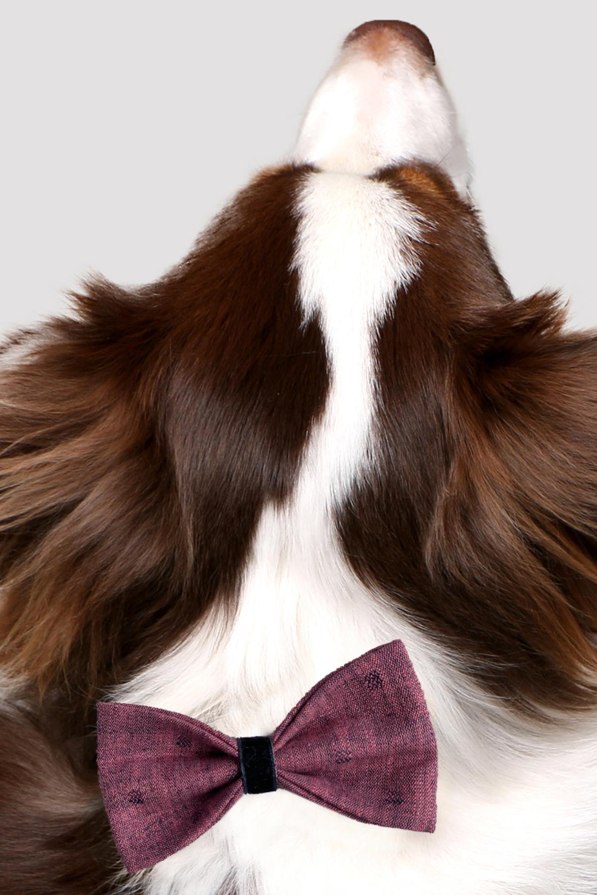 Asky&Erd Bow Tie Pinky Denim Köpek Papyon