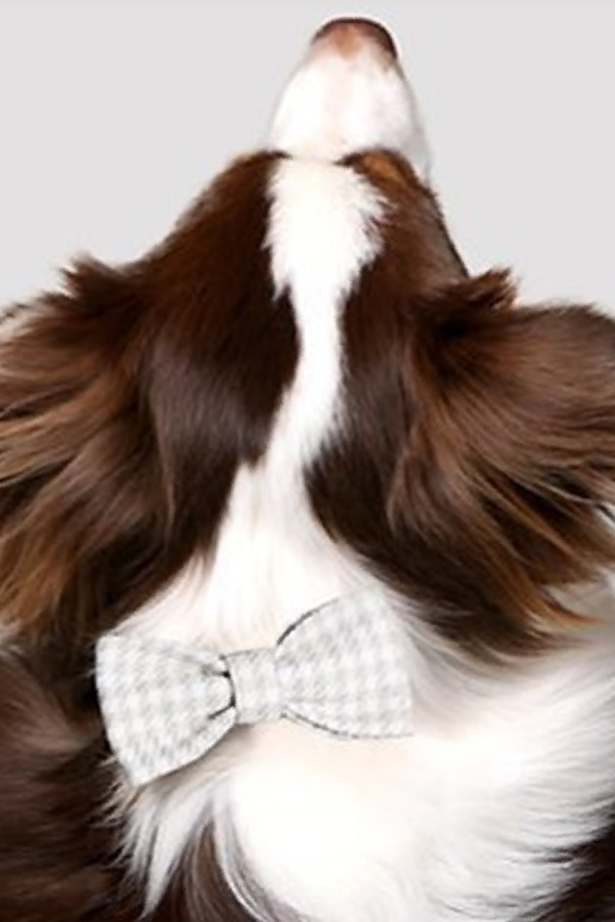 Asky & Erd Bow Tie Sand Dog Papyon