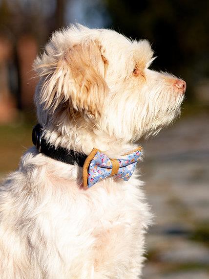 Asky&Erd Bow Tie Sandy Köpek Papyon