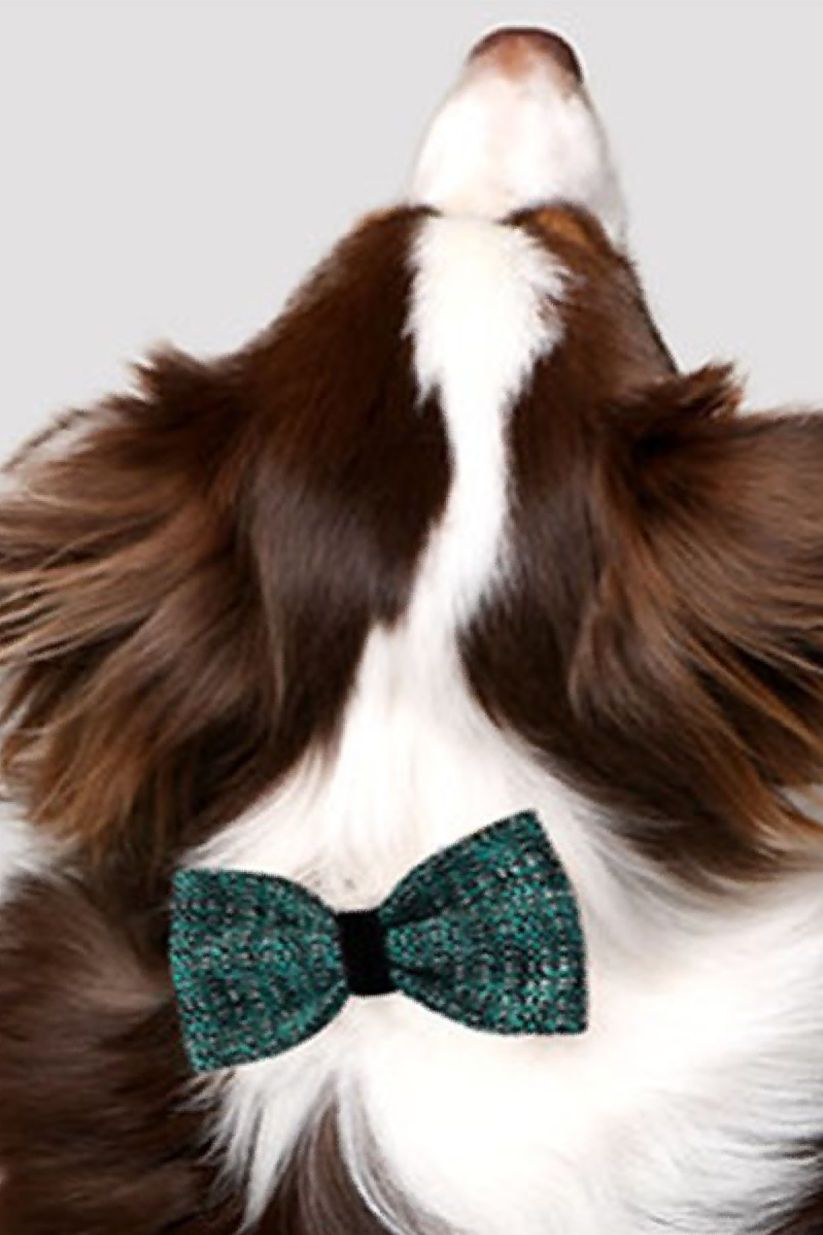 Asky&Erd Bow Tie Teal Black Köpek Papyon