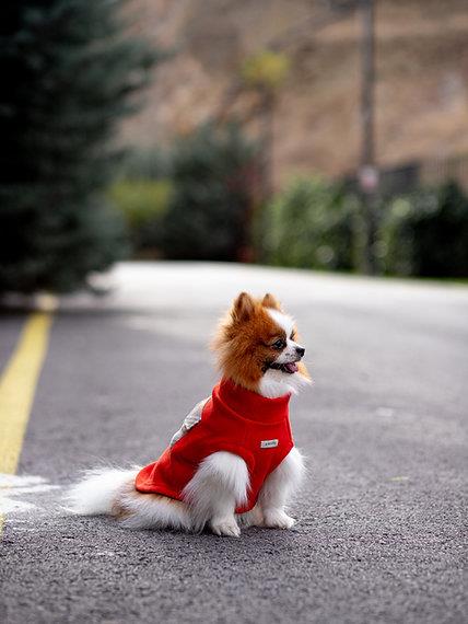 Asky&Erd Cachet Vest CANDY APPLE Köpek Hoodie