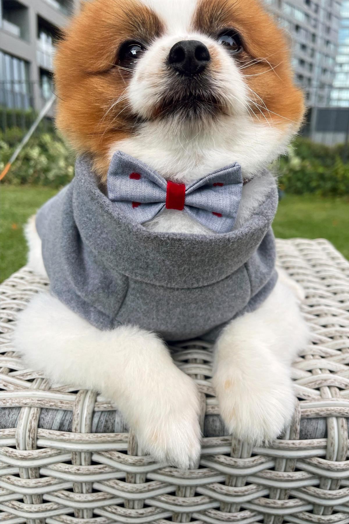 Asky & Erd Cachet Vest Cloudy Gray Dog Hodie