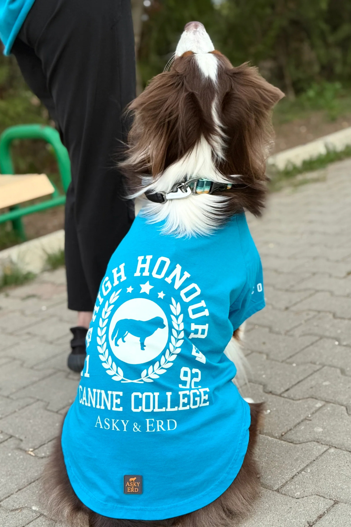 Asky&Erd Canine College High Honour Tshirt | Turquoise 