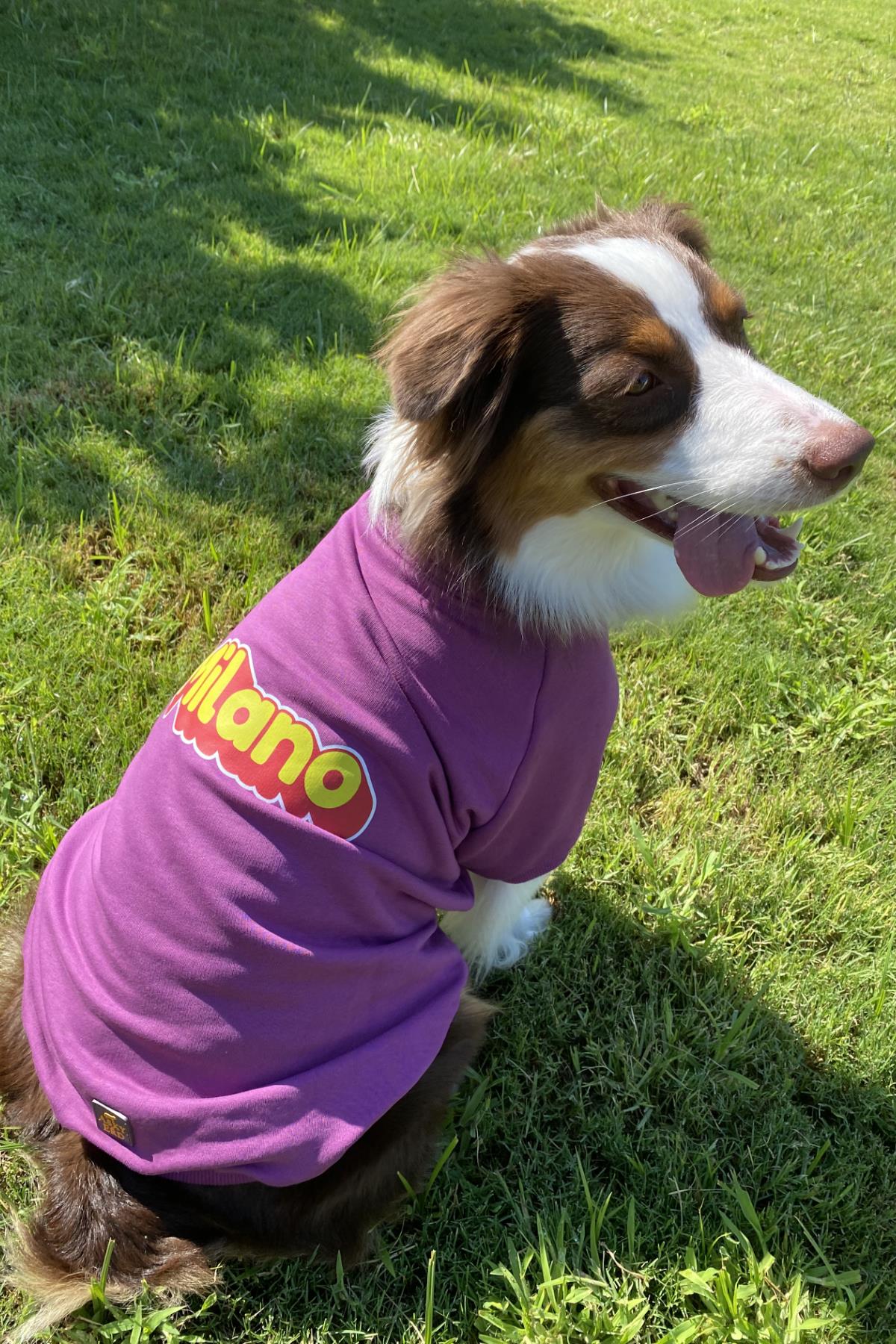 Asky&Erd Dream City Collection - Milano Köpek Sweatshirtü