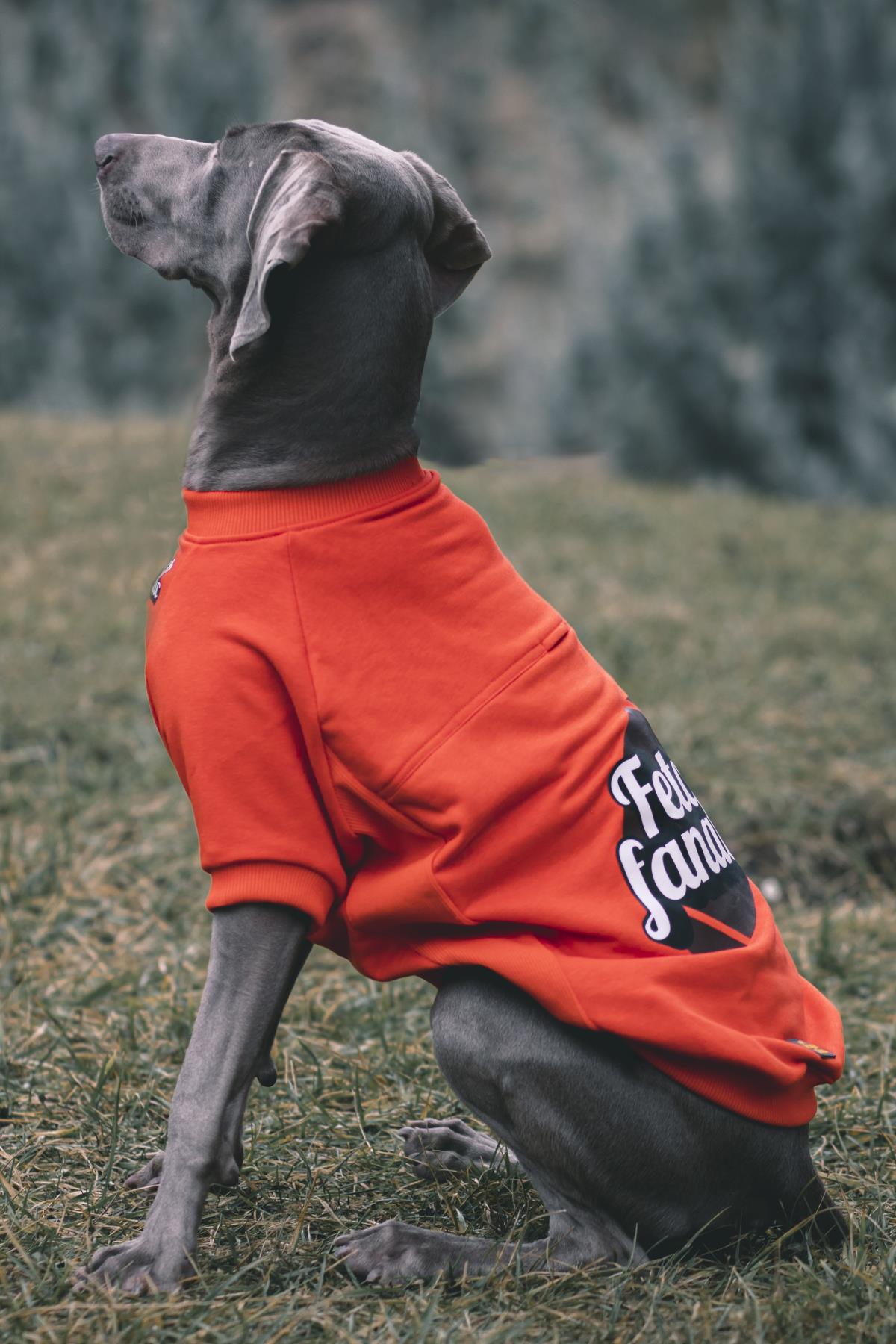 Asky&Erd “I am”.. Sweatshirts Collection - Fetch Fanatic Köpek Sweatshirtü